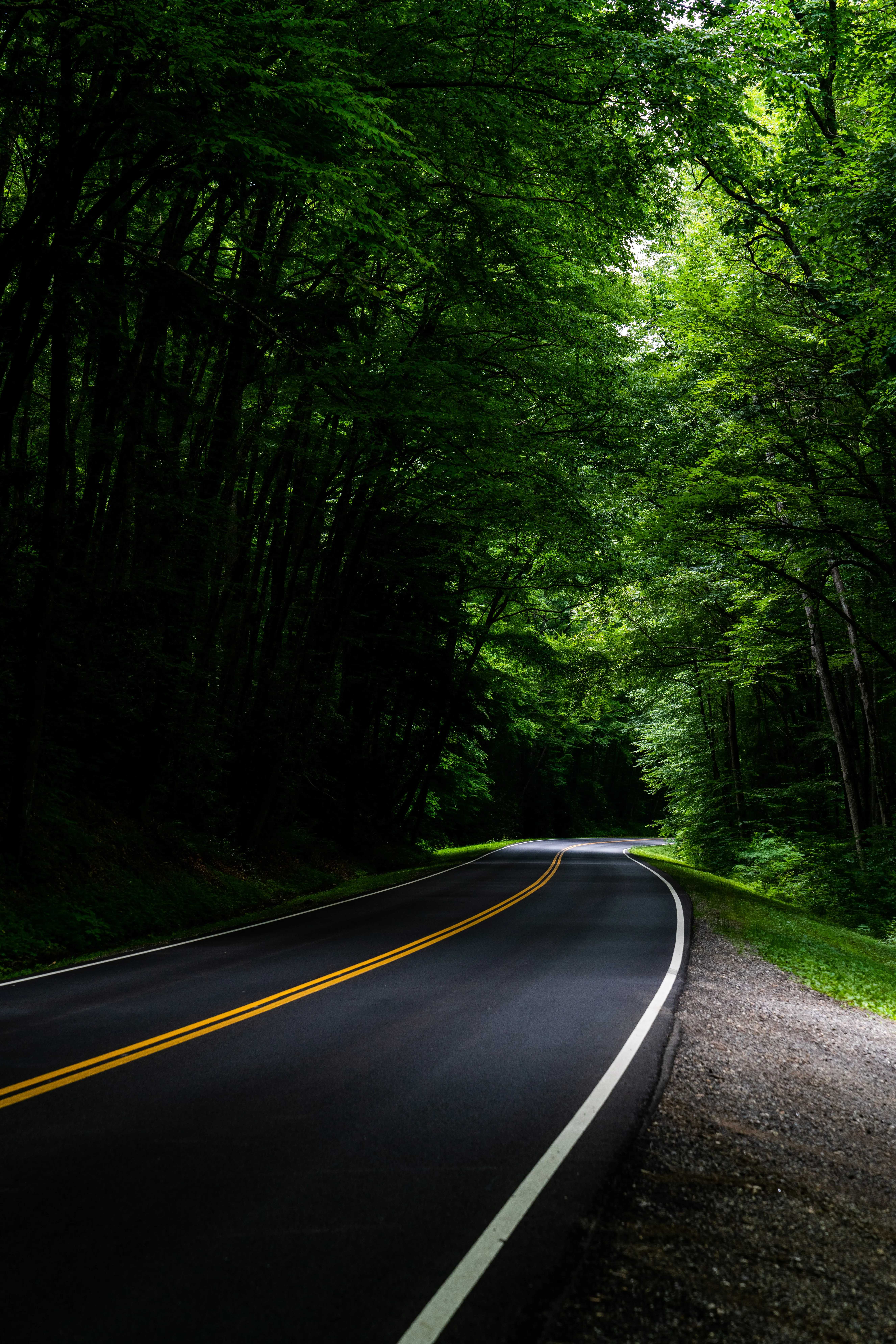Forest Road Surrounded by Dense Green Canopy Wallpaper