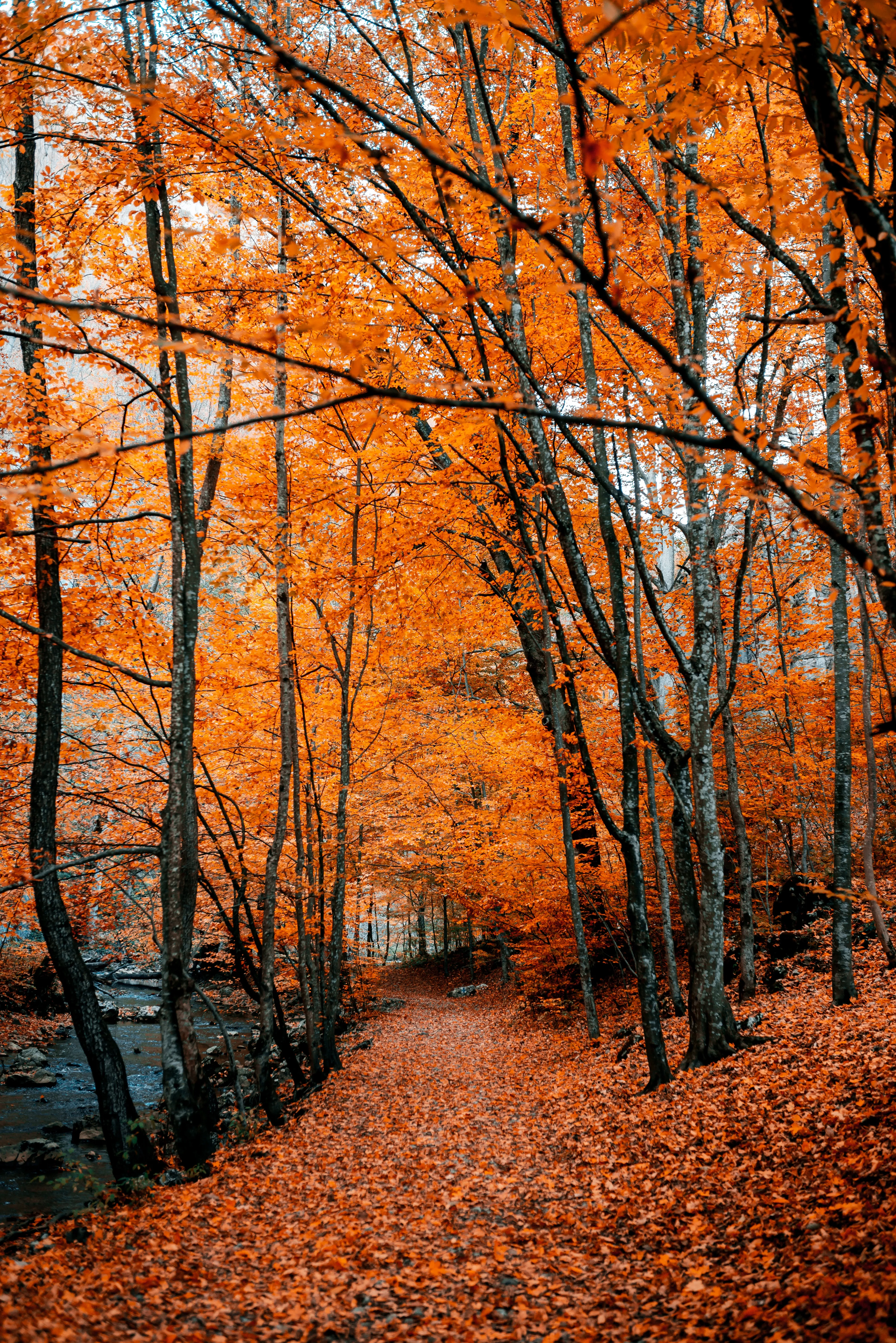 Forest Trail with Bright Orange Autumn Foliage Wallpaper