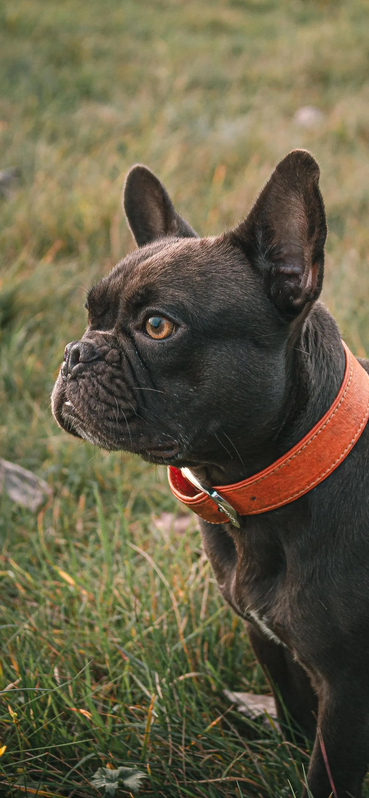 French Bulldog Sitting on Grass Wearing Orange Collar