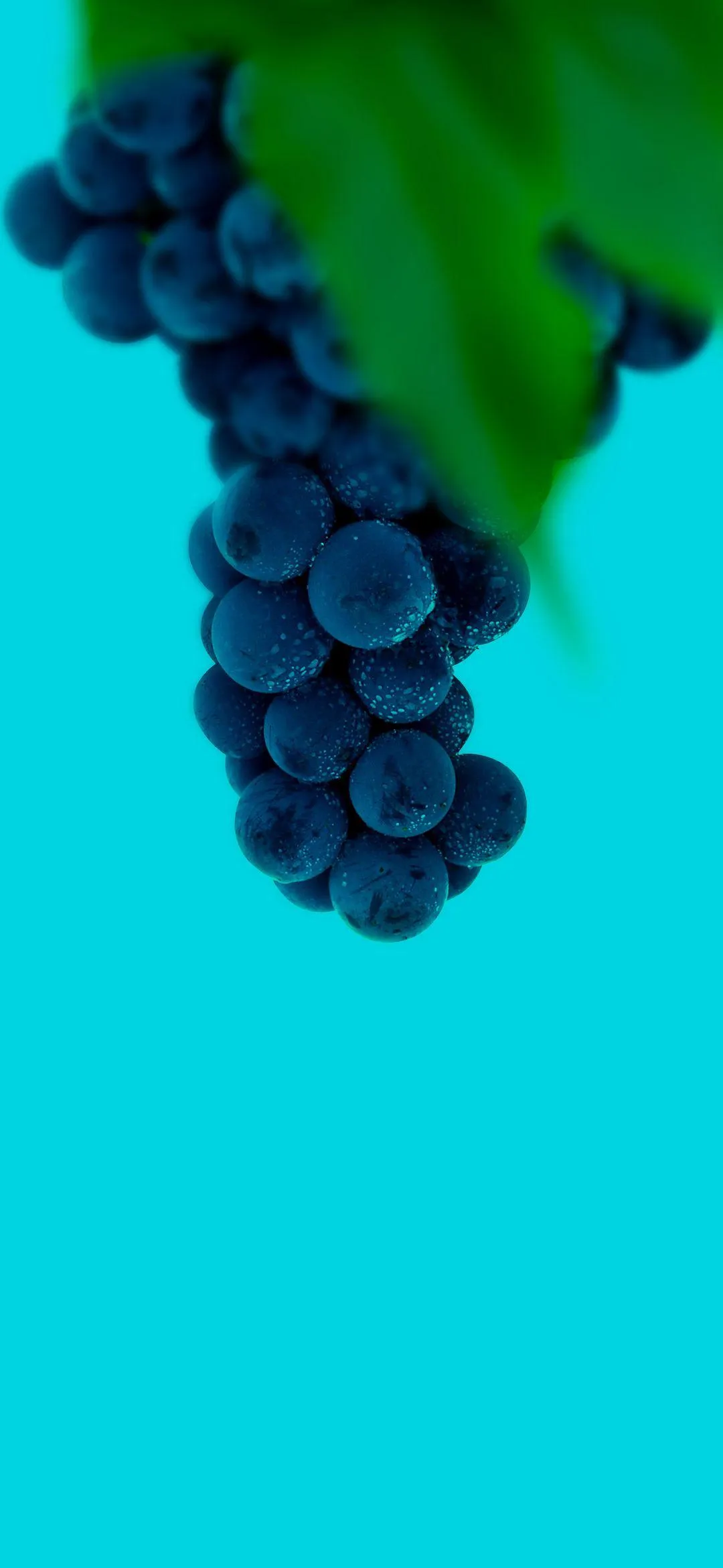 Fresh Grapes Hanging on Bright Blue Background Wallpaper
