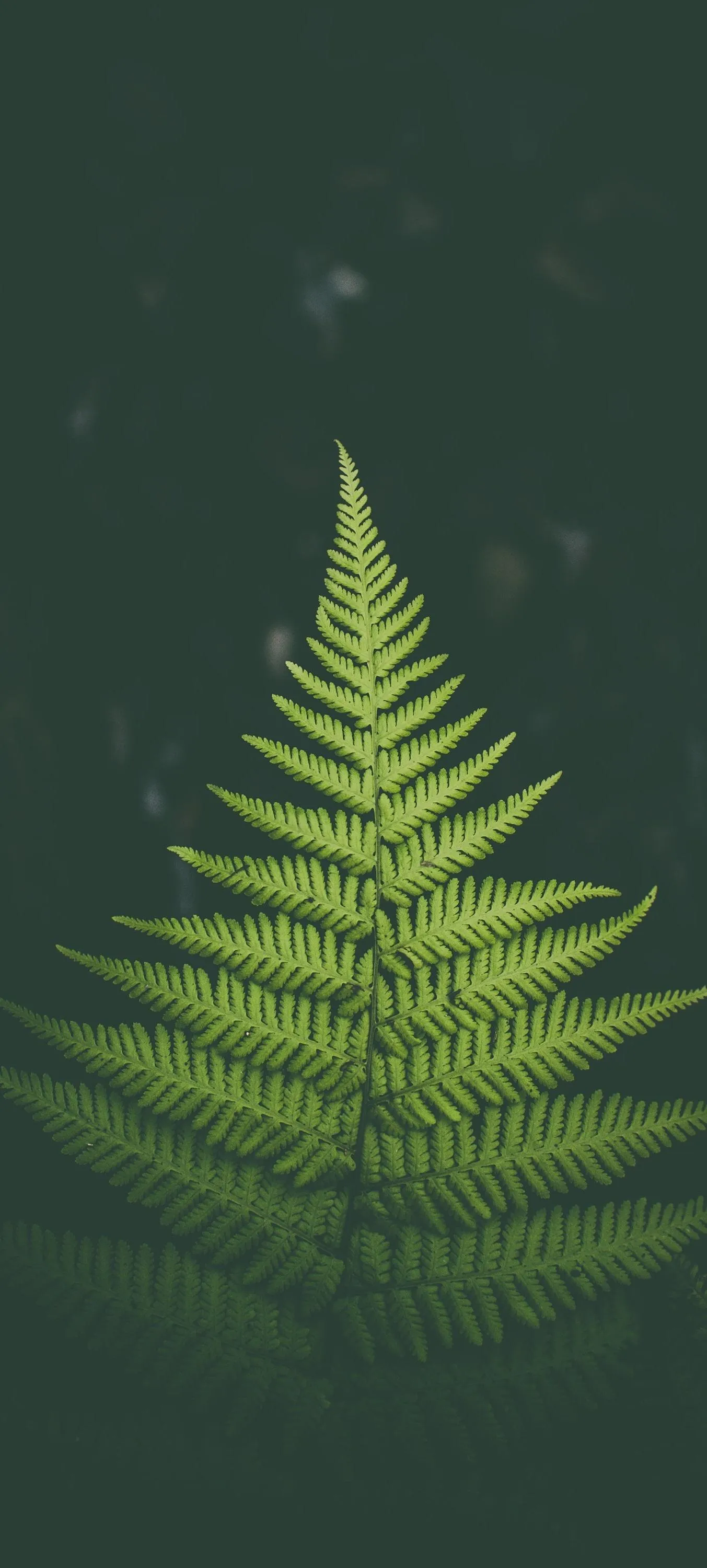 Fresh Green Fern Leaf on Natural Dark Background Wallpaper