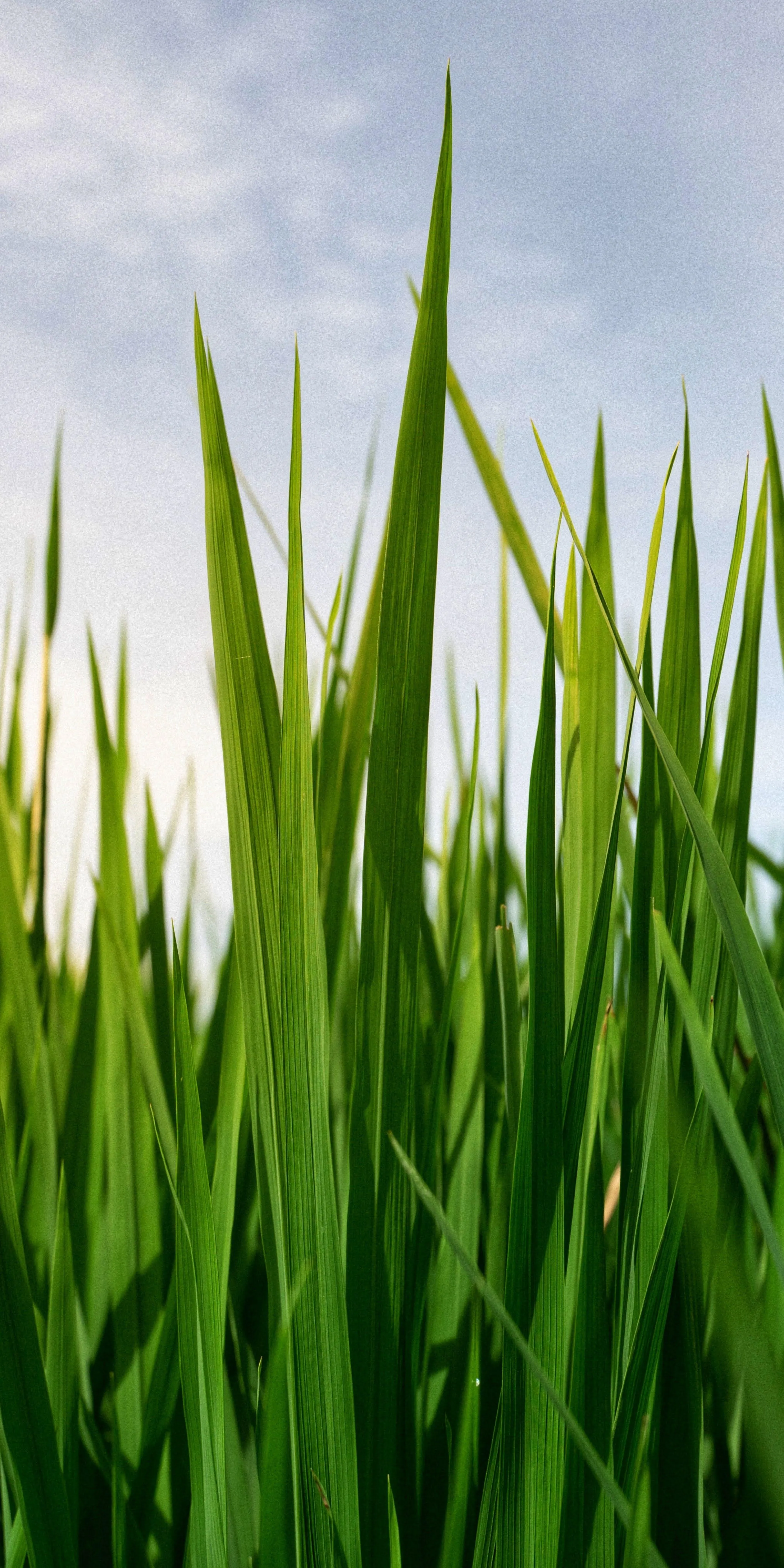 Fresh Green Grass Closeup Nature Background for Mobile