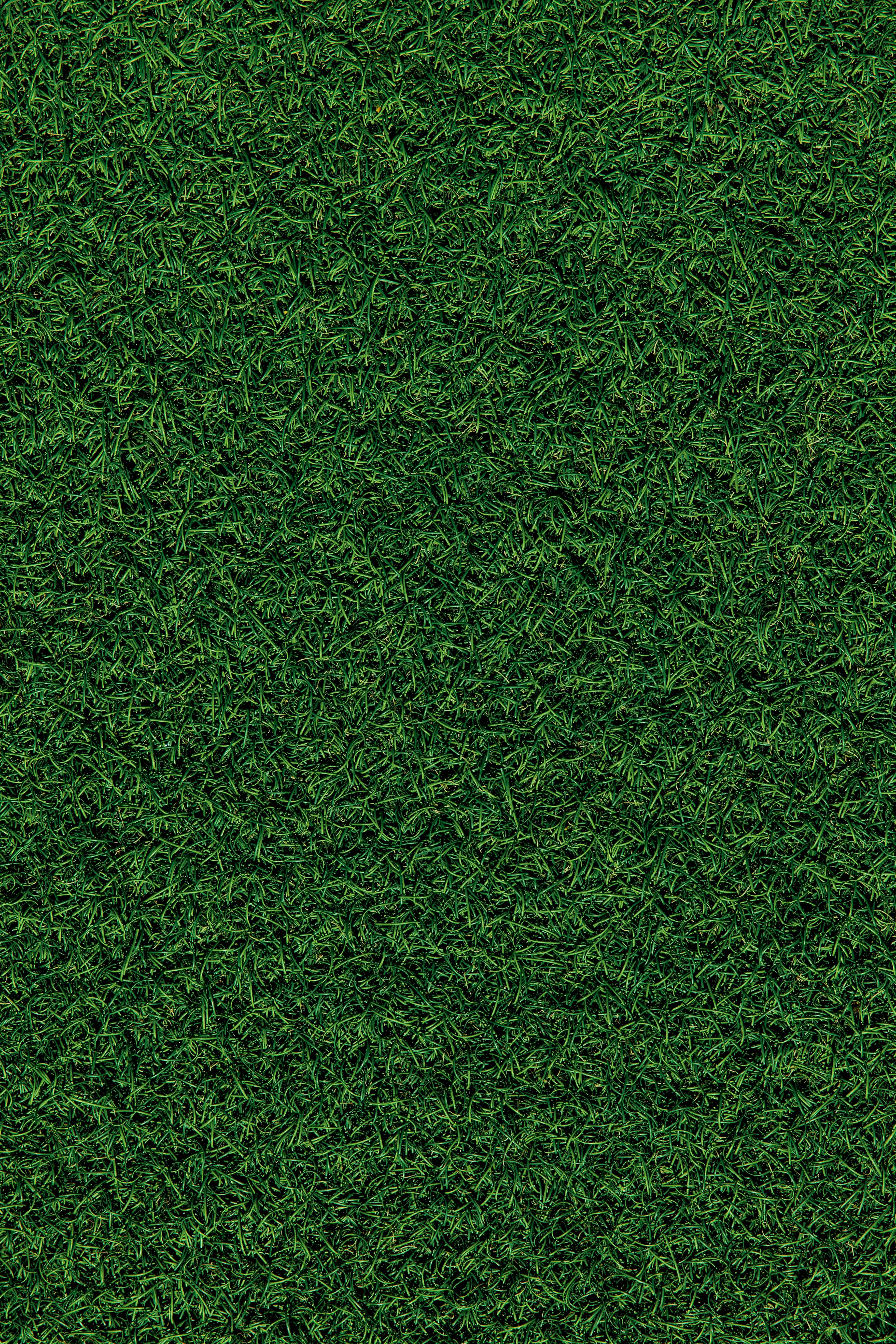 Fresh Green Grass Field Nature Background View Wallpaper