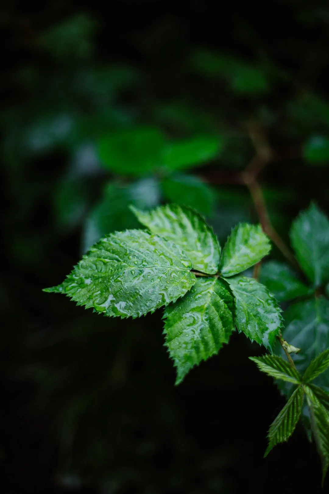 Fresh Green Leaf Texture in Natural Close Up Shot Wallpaper