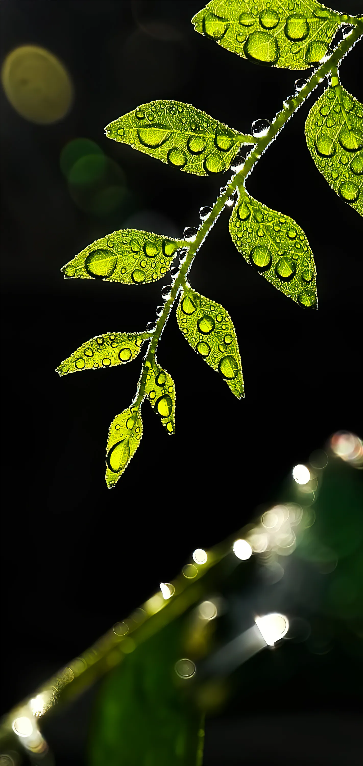 Fresh Green Leaves Captured After Rainfall Wallpaper