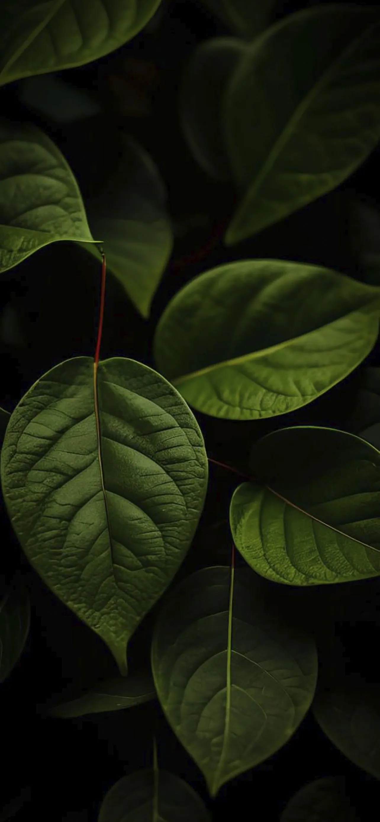 Fresh Green Leaves in Dark Natural Background Wallpaper