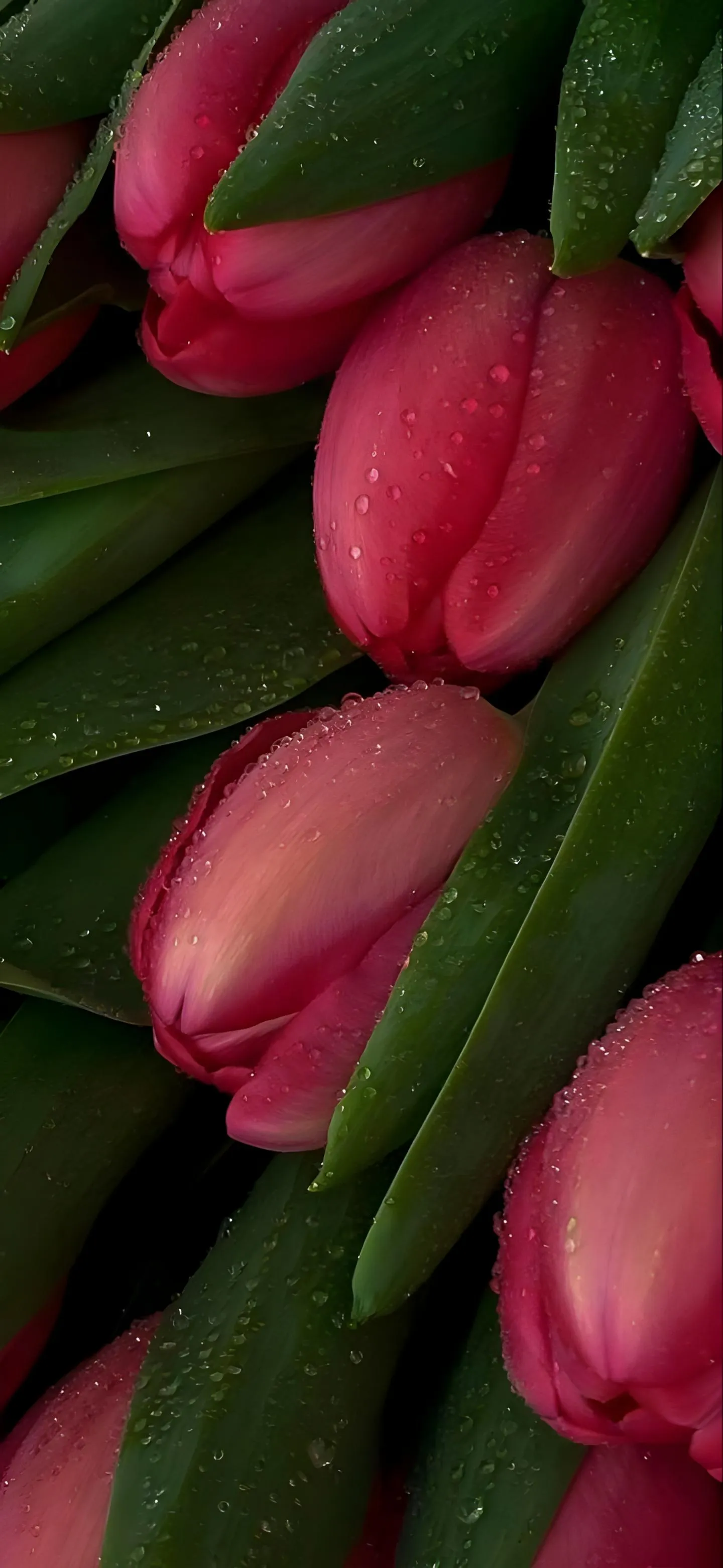 Fresh Pink Tulips with Dark Green Leaves Closeup Wallpaper