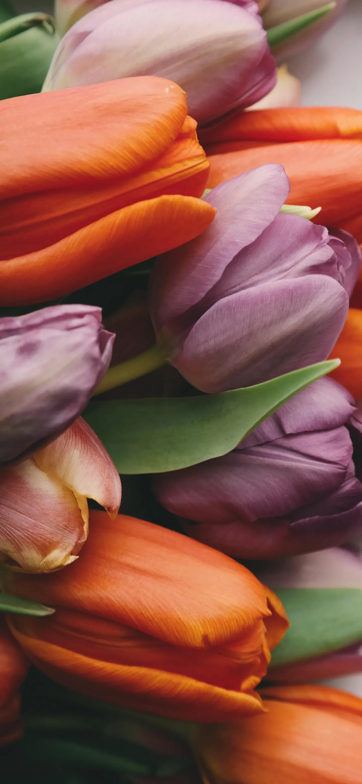 Fresh Tulips With Vibrant Spring Colors Close Up Wallpaper
