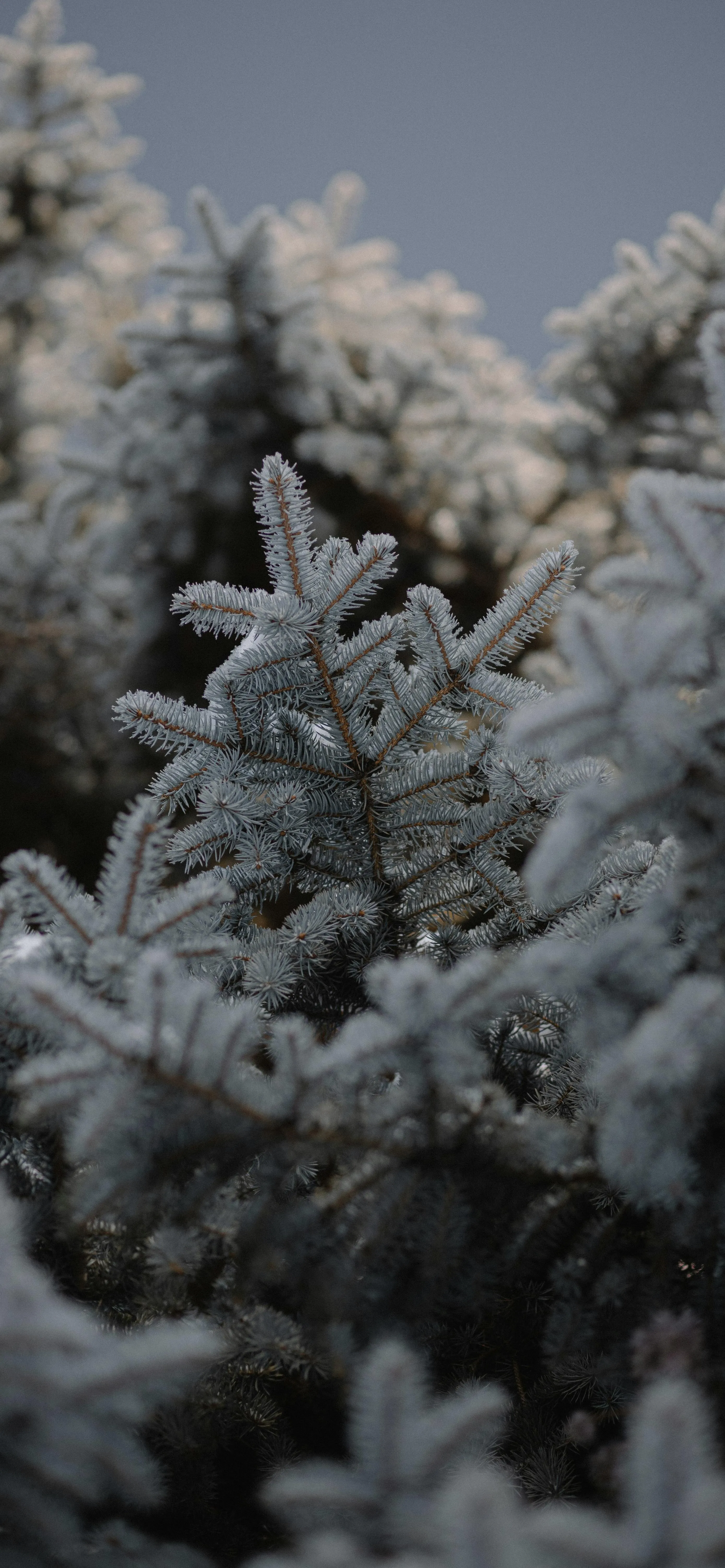 Frost Covered Pine Needles in Winter Close Up Photo