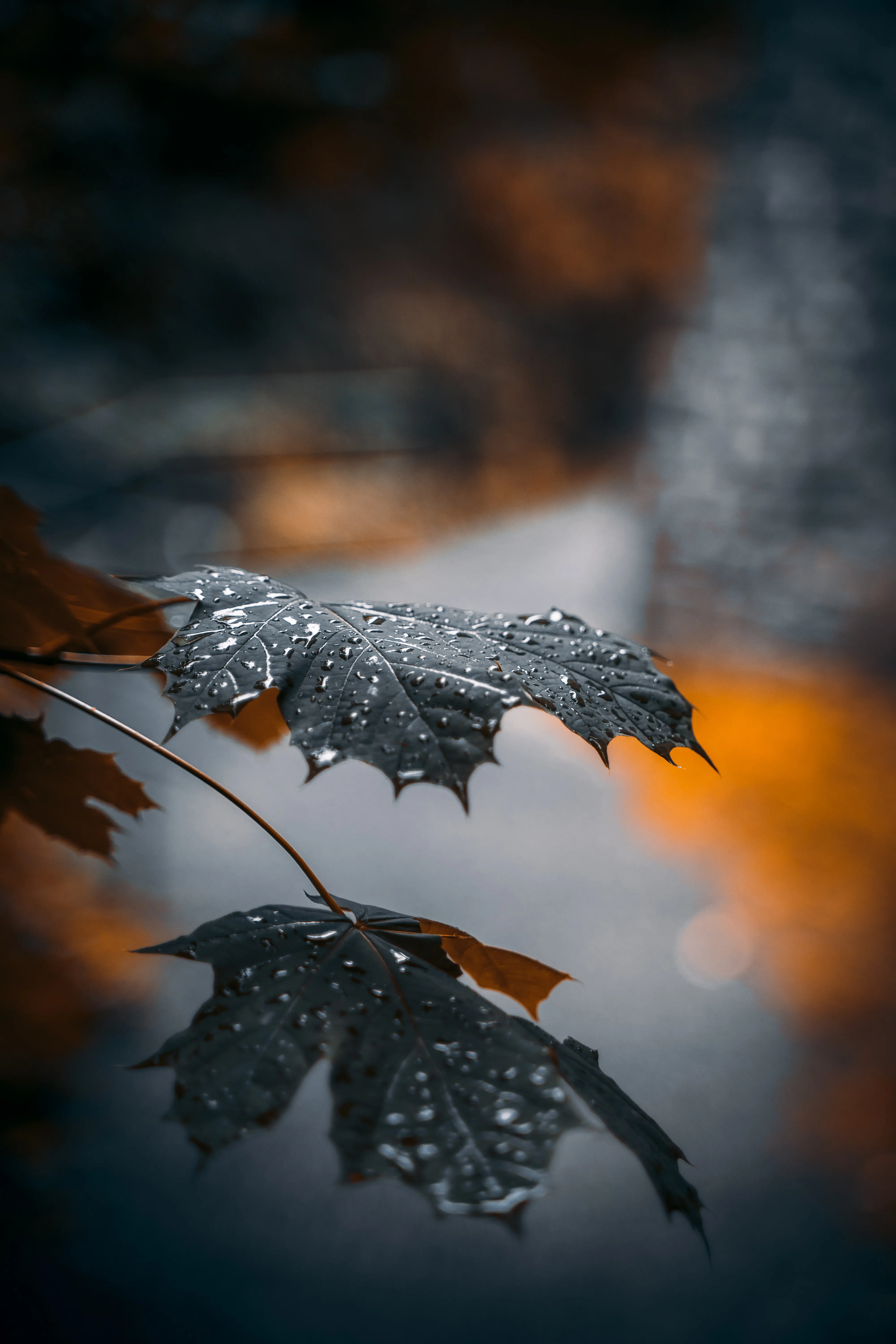 Frosted Leaf Closeup in Cold Winter Light Wallpaper
