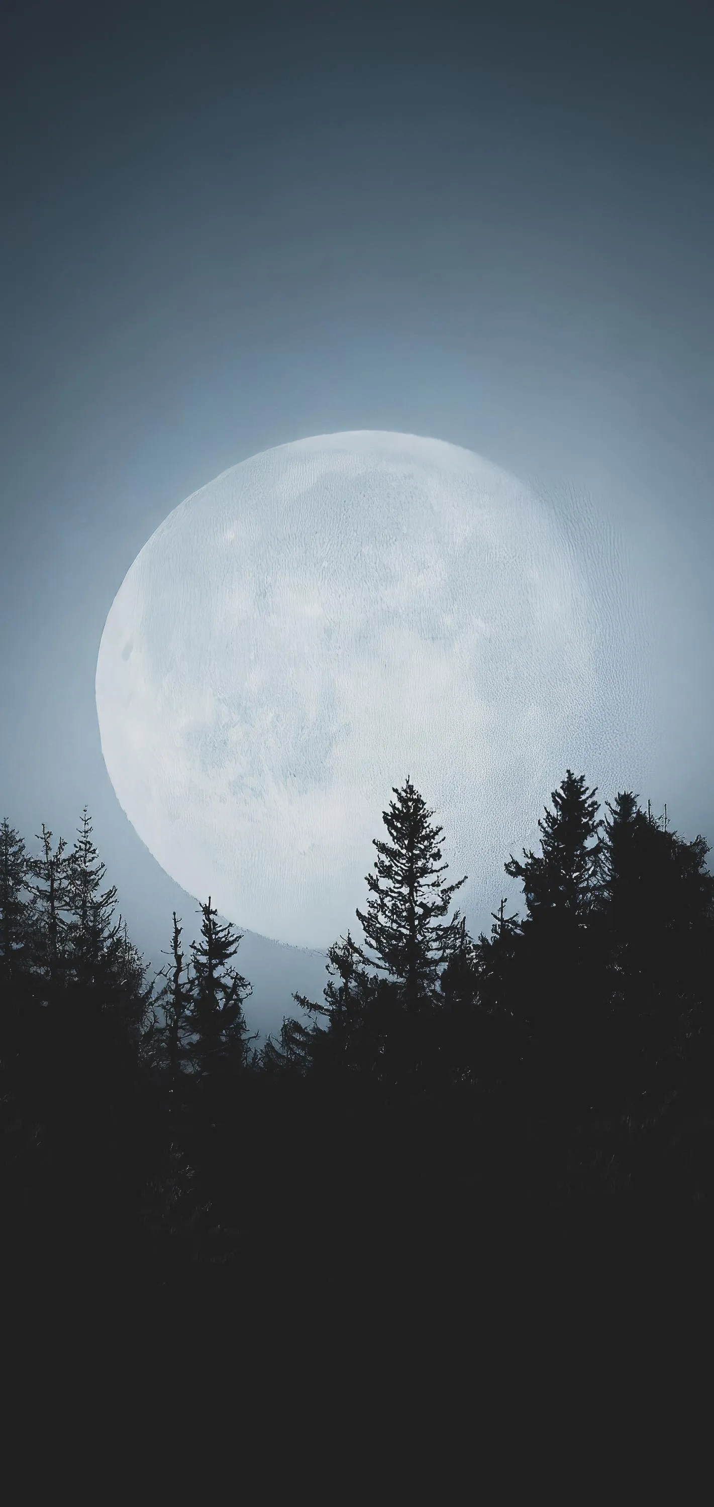 Full Moon Rising Above Forest Trees In Dark Night Sky
