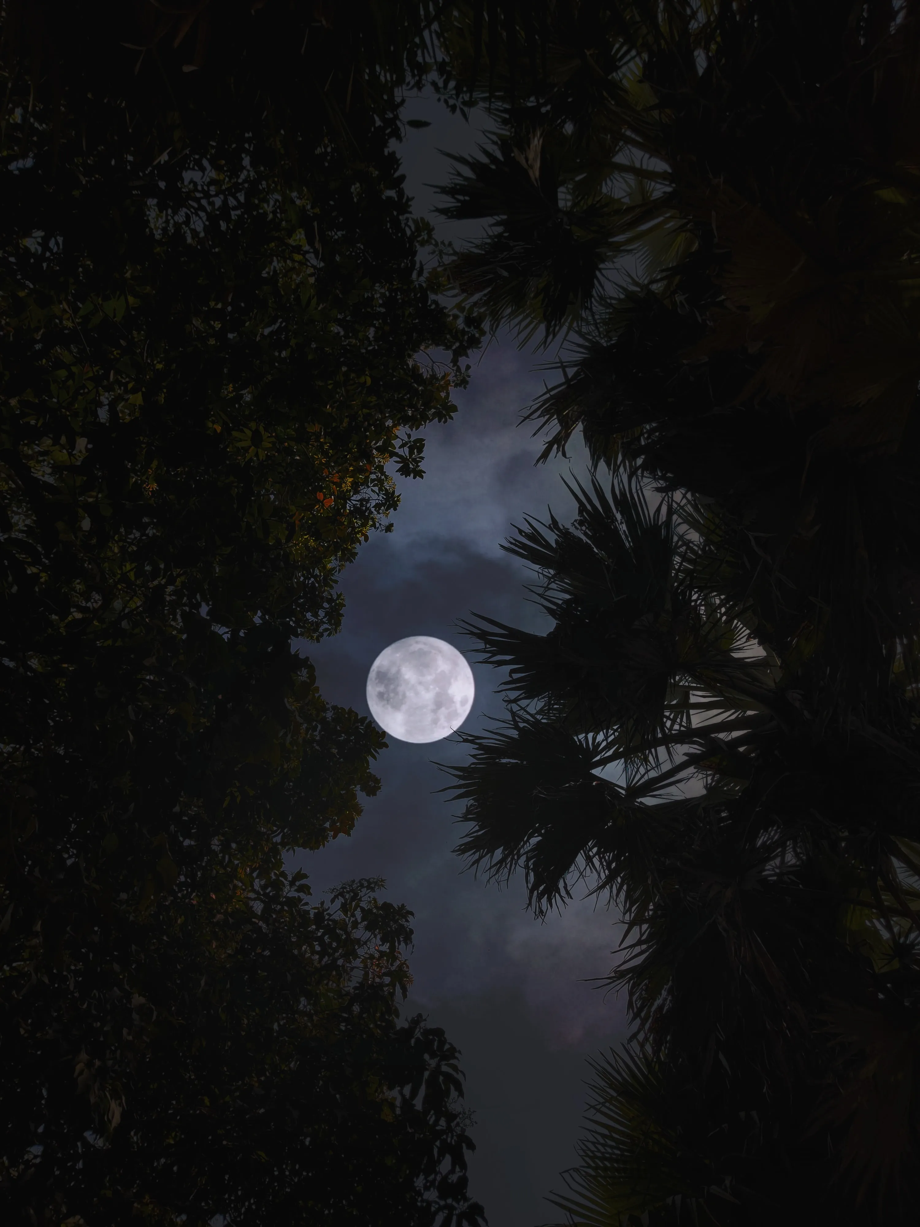 Full Moon through Trees in Dark Night Sky Wallpaper