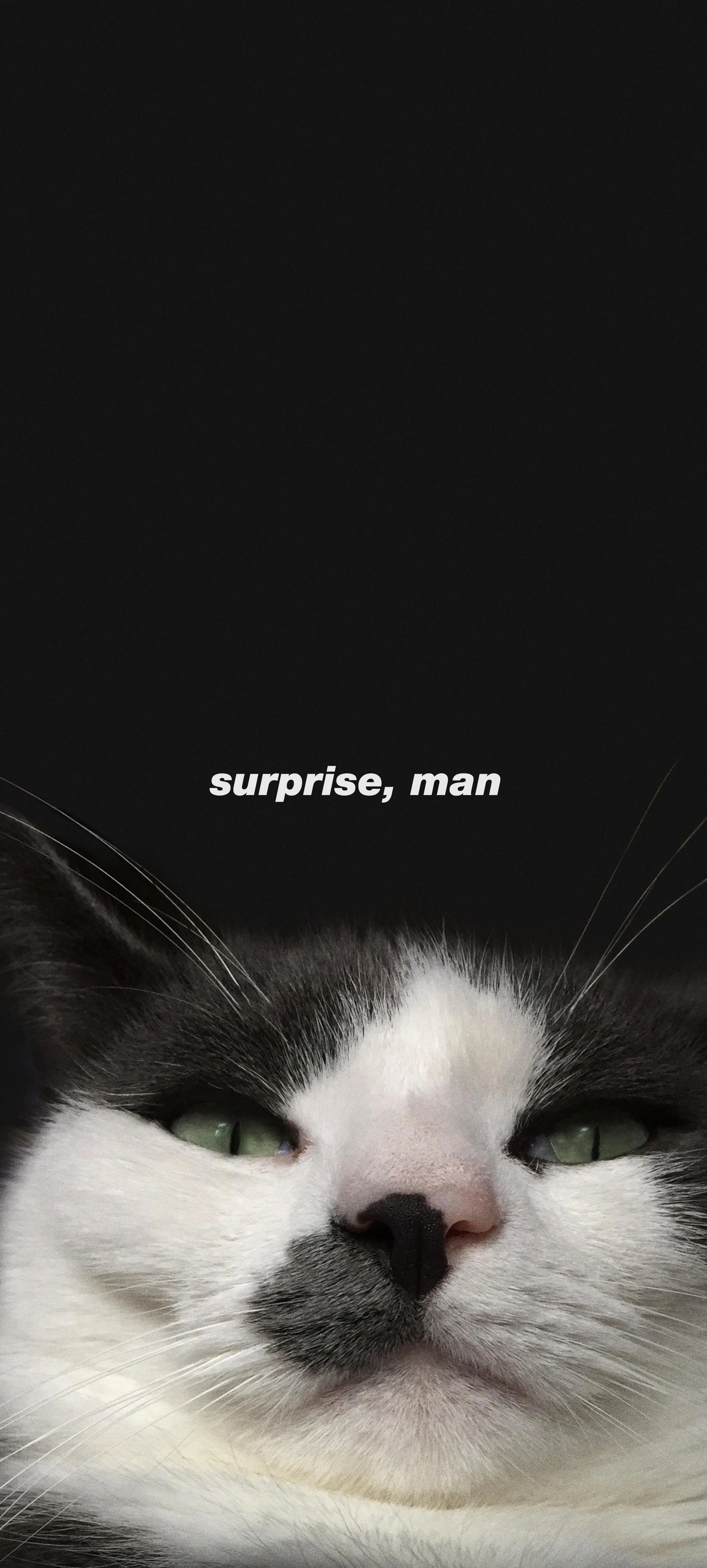 Funny Cat Face with Text on Black Background Mobile Wallpaper