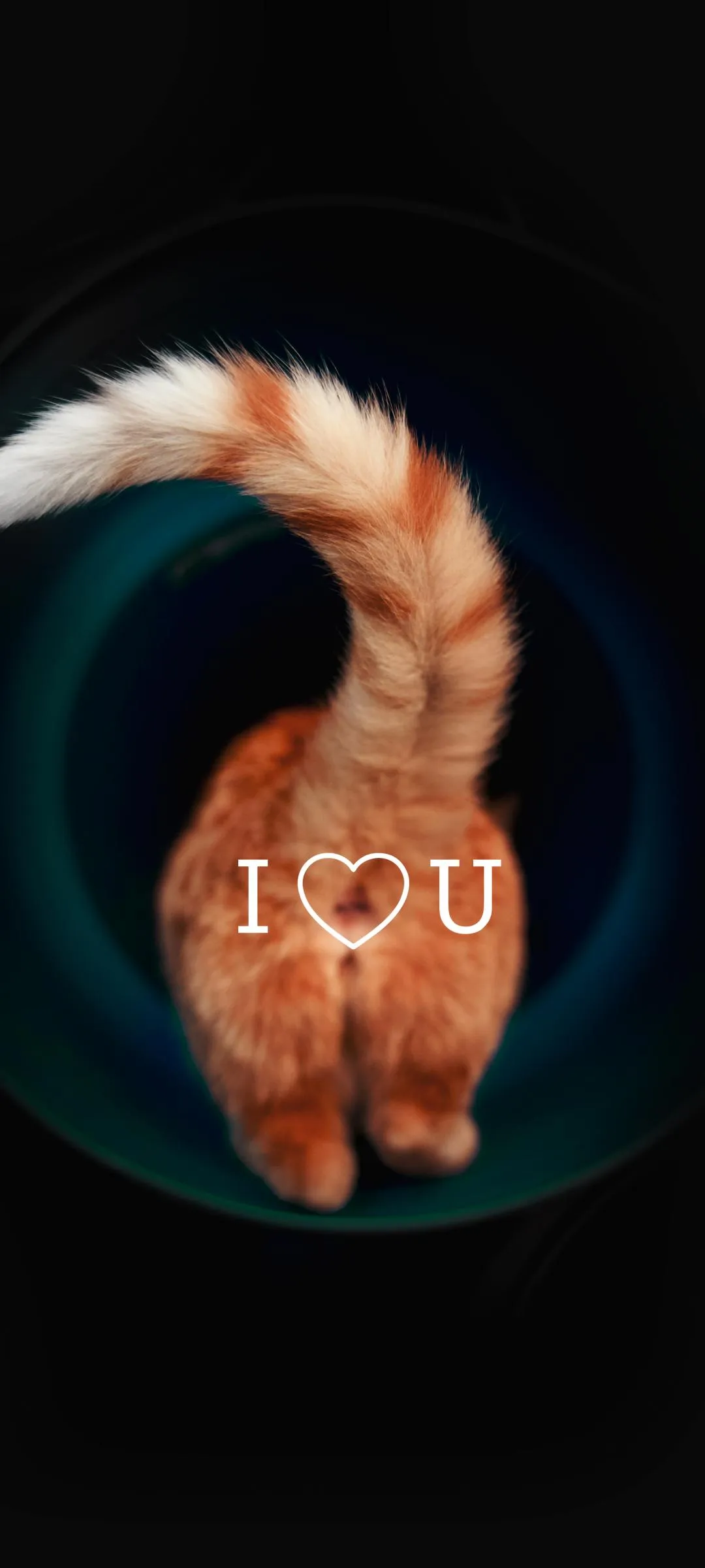 Funny Cat Image Expressing Love in Creative Style Wallpaper