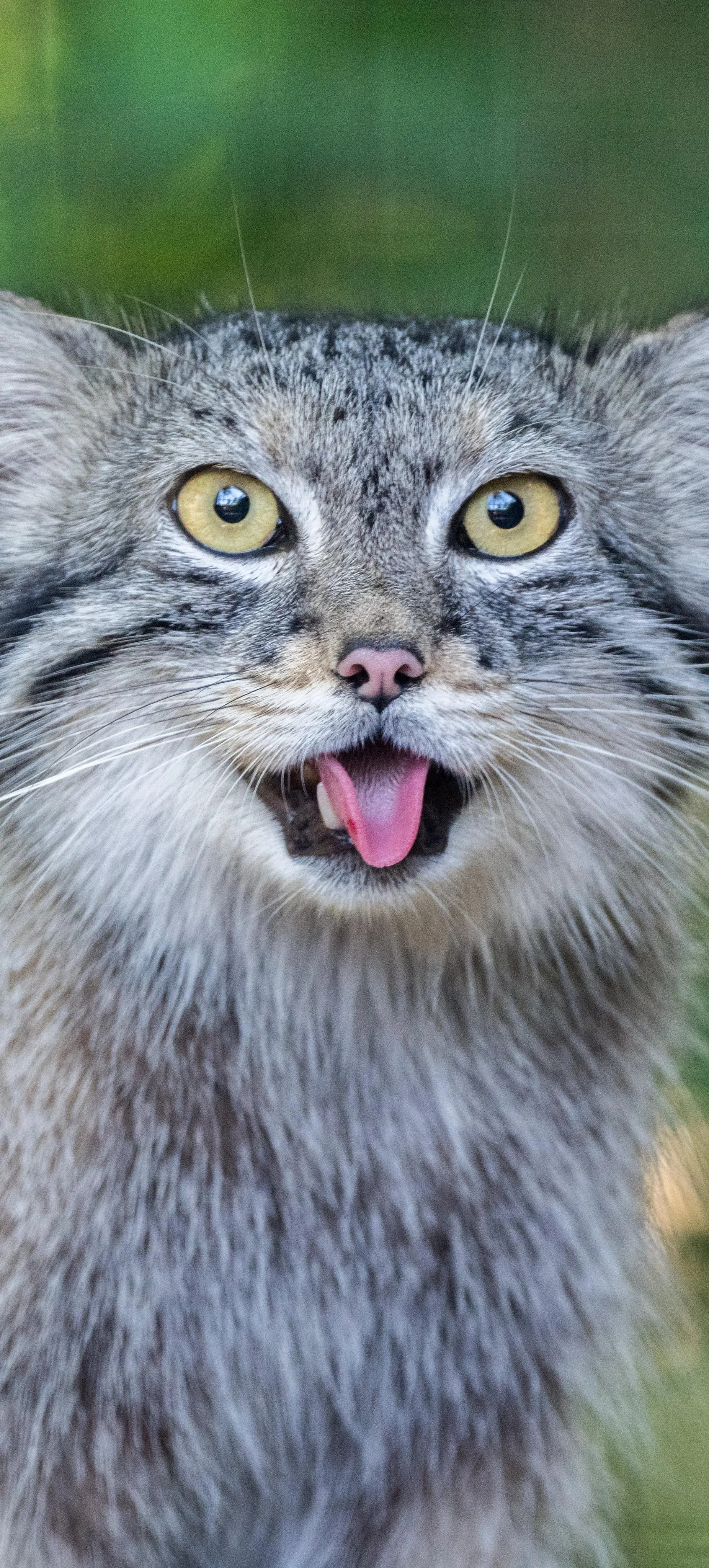 Funny Cat with Tongue Out in Natural Green Background