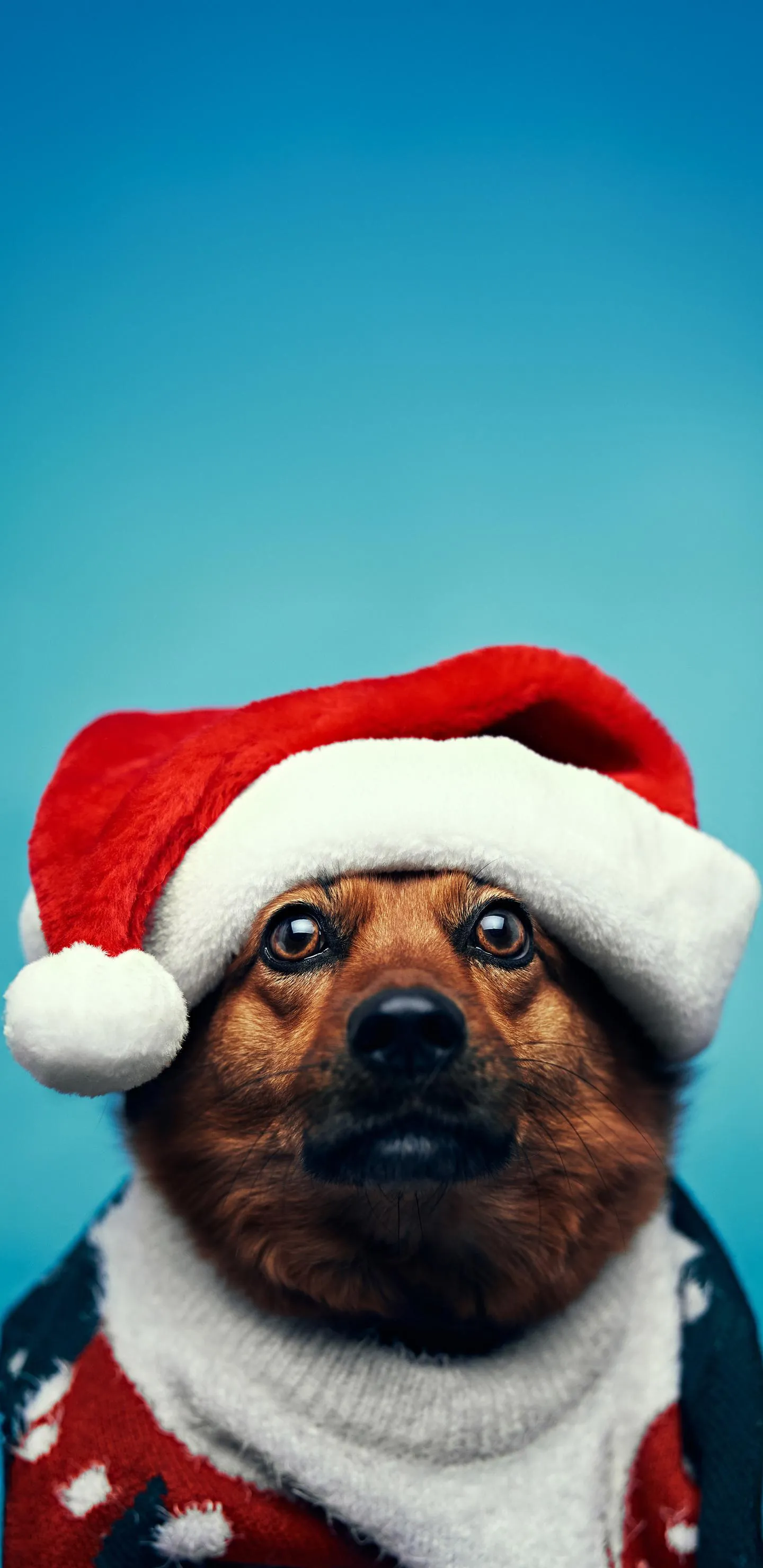 Funny Dog Wearing Santa Hat with Blue Background Wallpaper