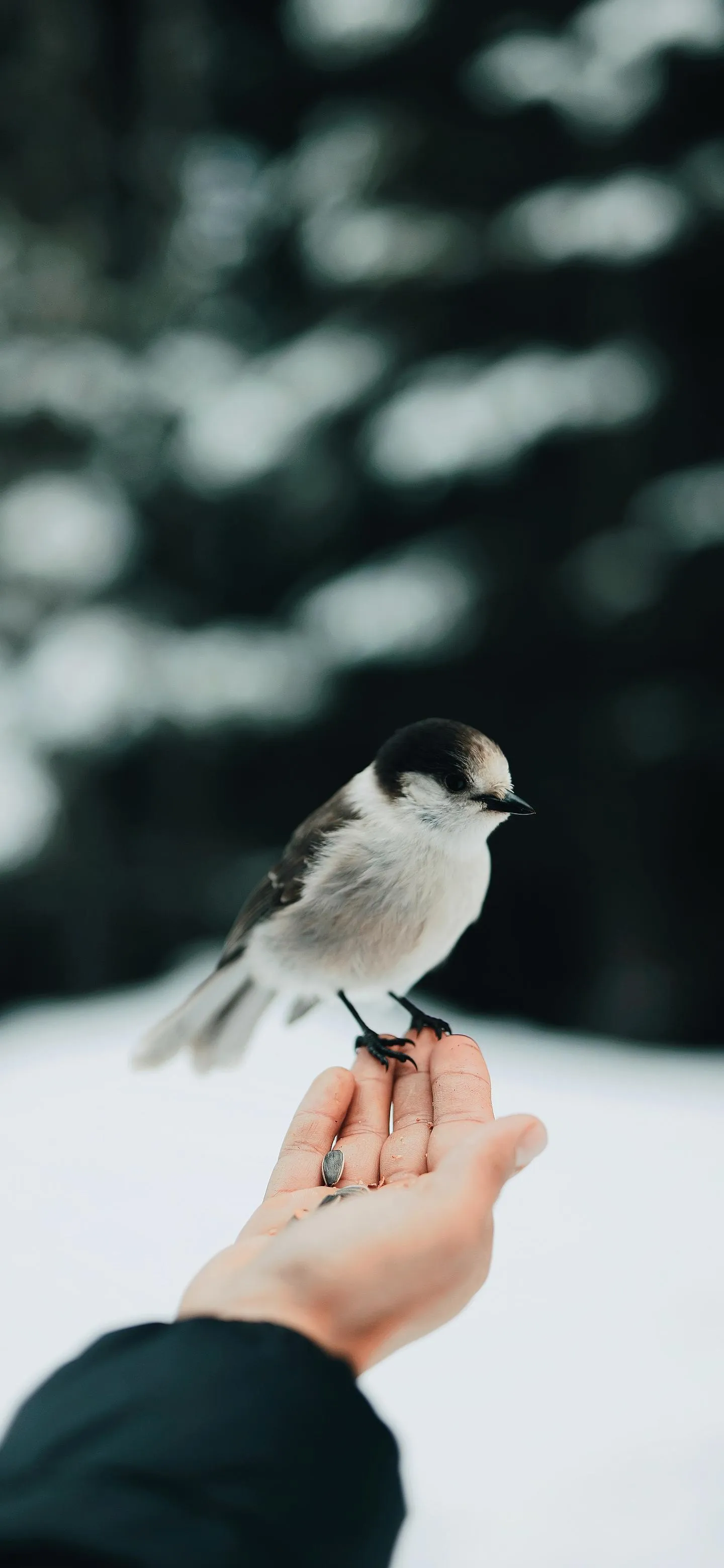 Gentle Bird Perched on Hand in a Peaceful Winter Forest
