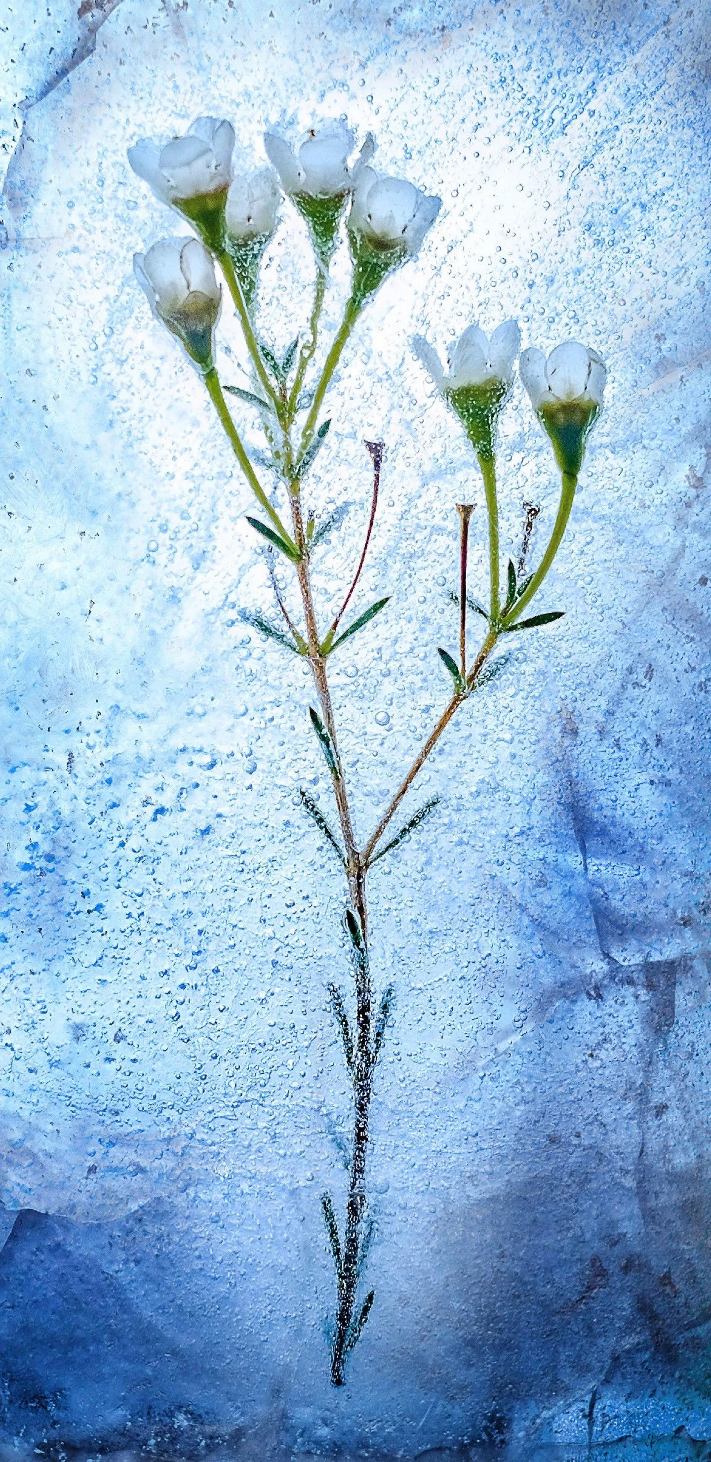 Gentle White Flowers Standing Against a Calm Blue Scene