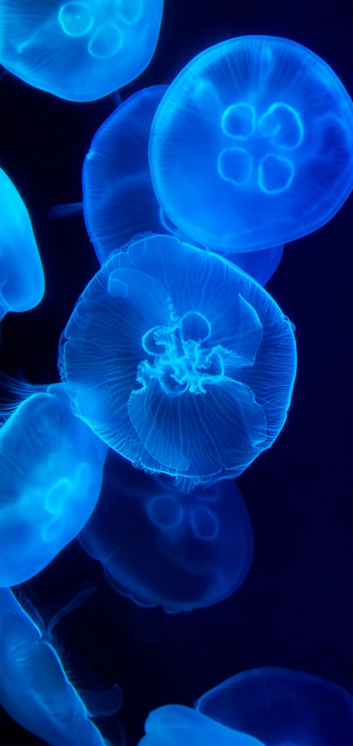 Glowing Blue Jellyfish in Deep Ocean Darkness Wallpaper