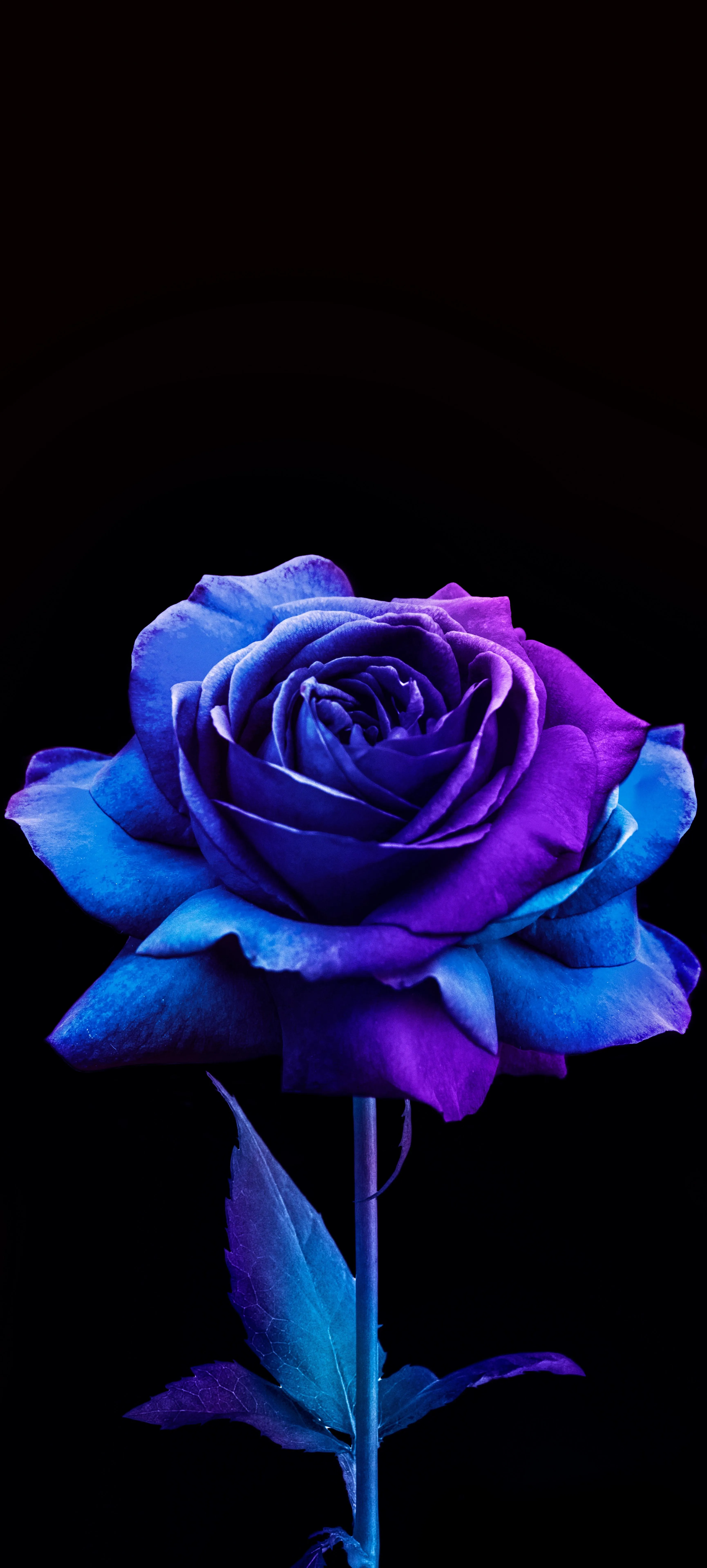 Glowing Blue Rose Flower on Black Background Wallpaper