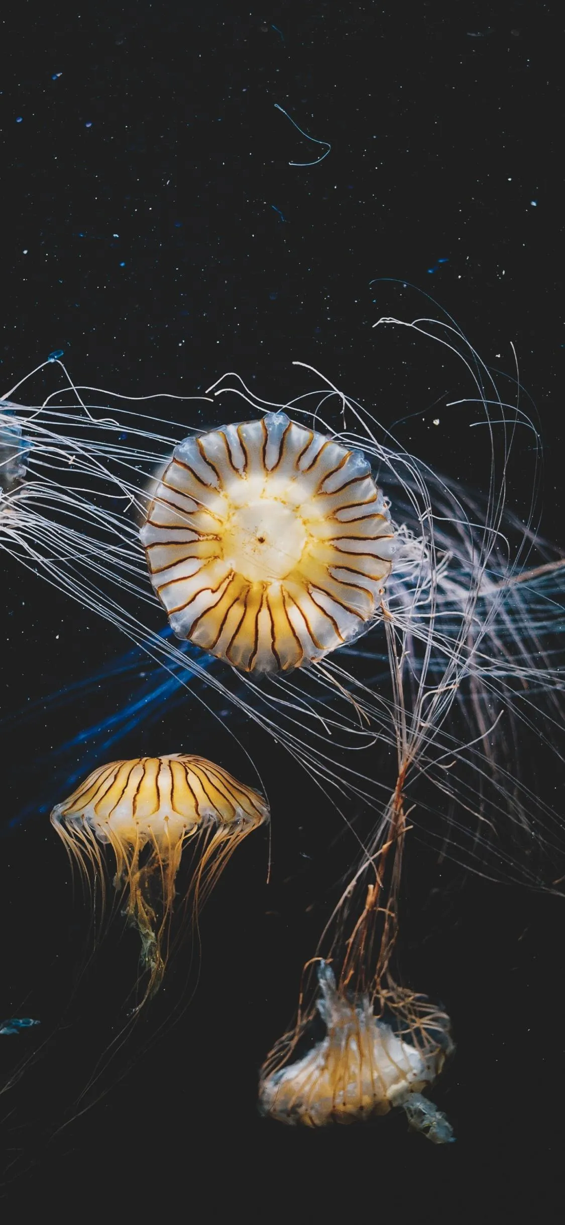 Glowing Jellyfish Floating in Dark Deep Blue Ocean Water