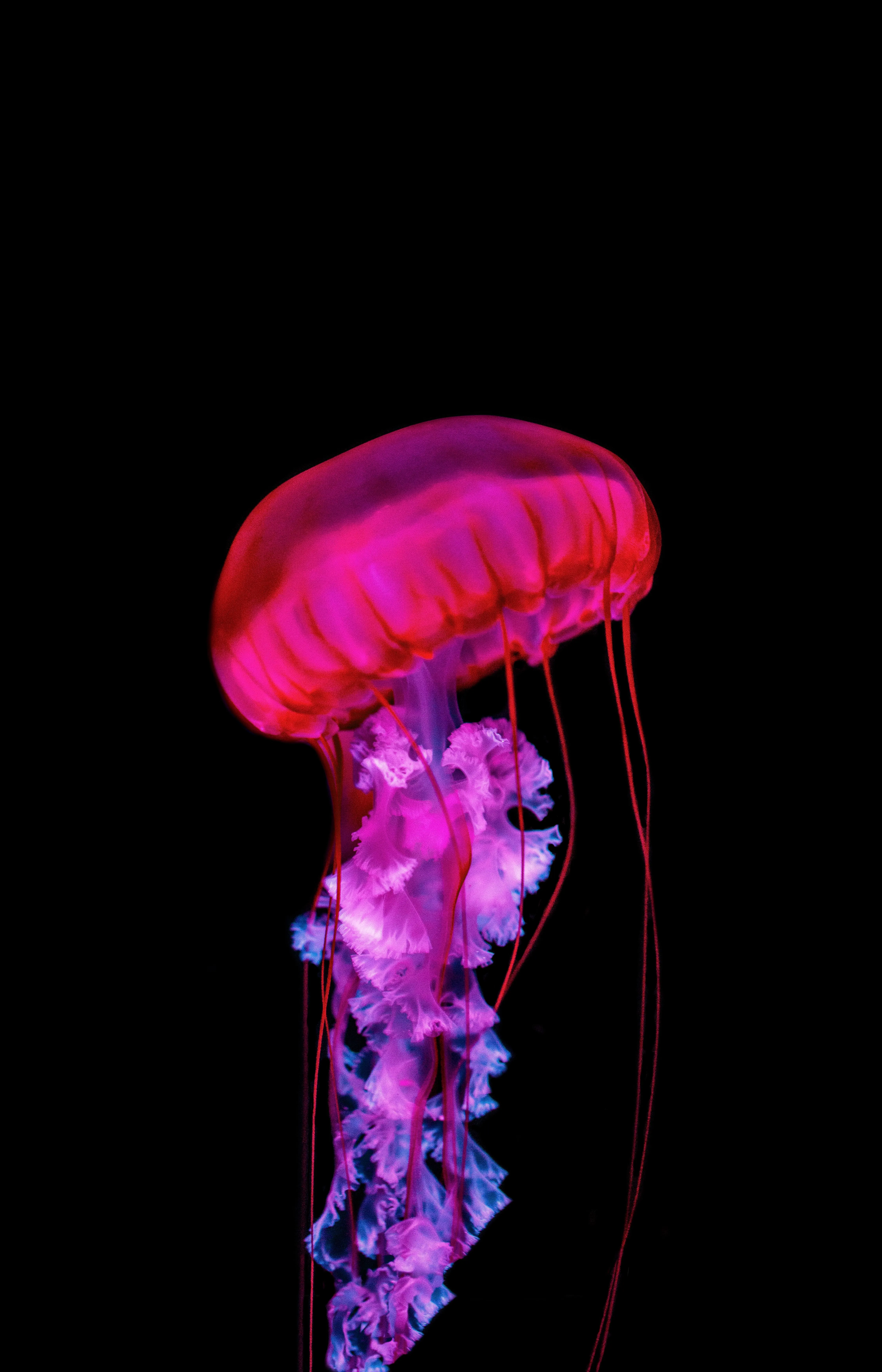 Glowing Purple Jellyfish Floating in Darkness Wallpaper
