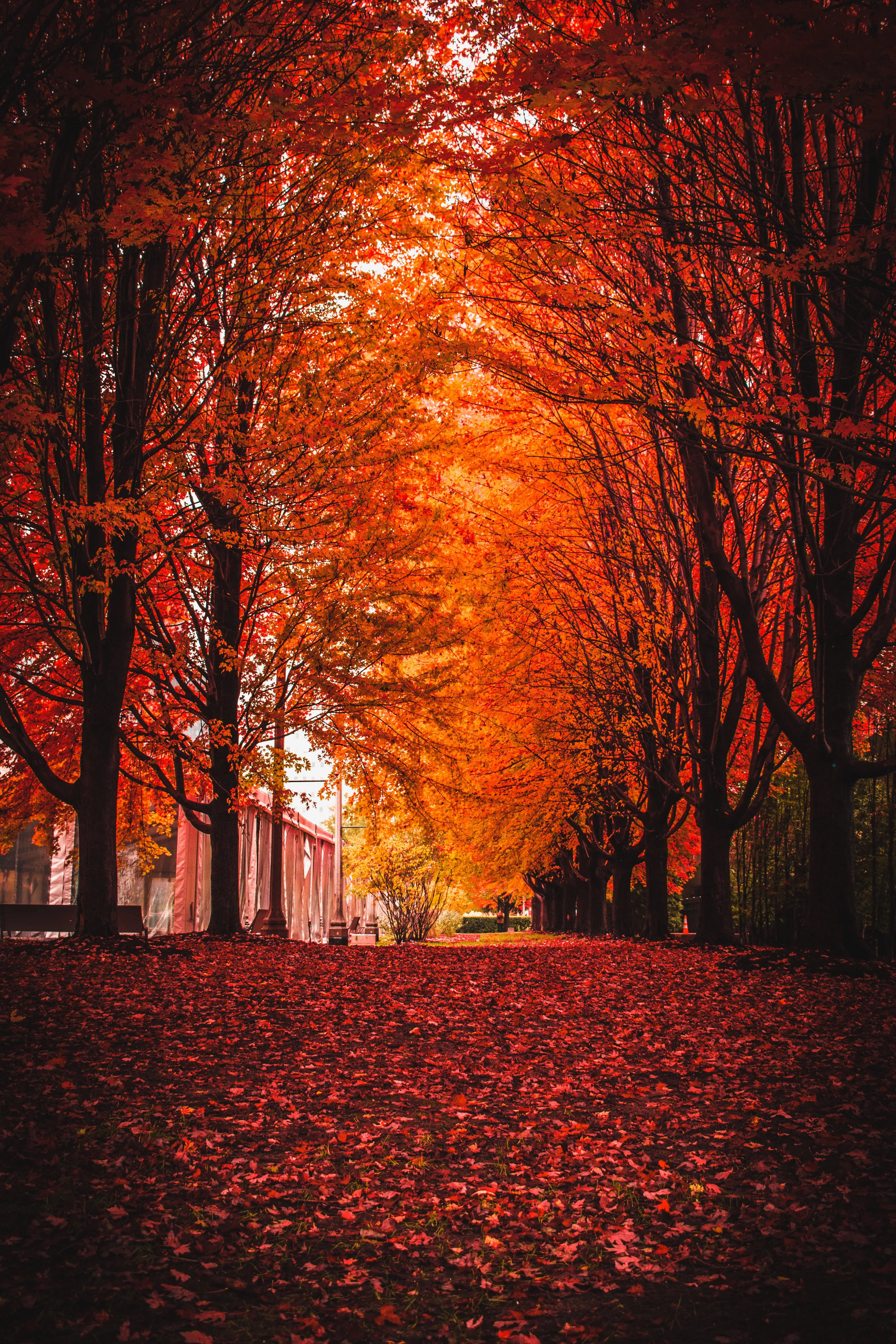 Glowing Red Trees Forming Autumn Tunnel Path Wallpaper