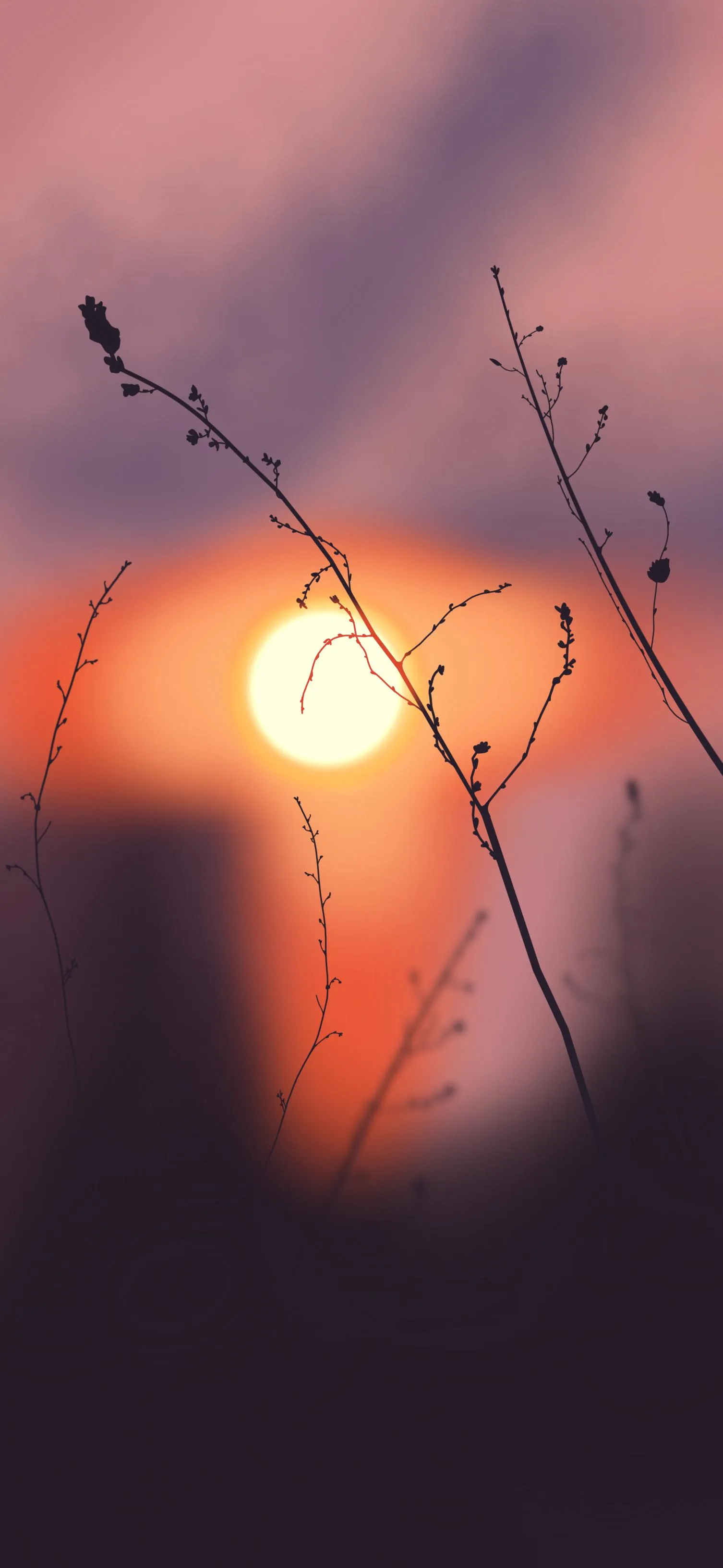 Glowing Sunset with Branch Silhouette Aesthetic Wallpaper