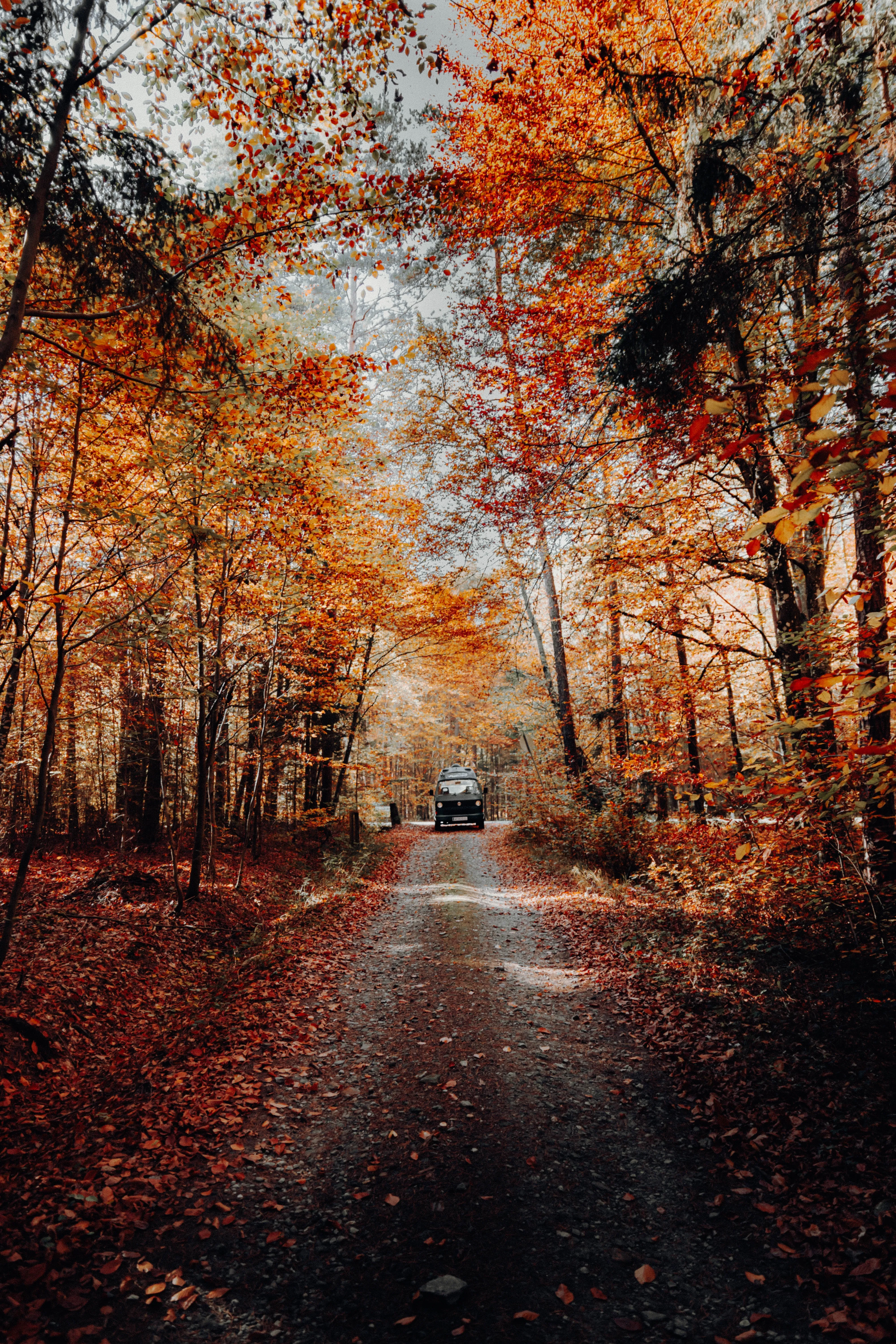 Golden Autumn Roadway Under Falling Leaves Wallpaper