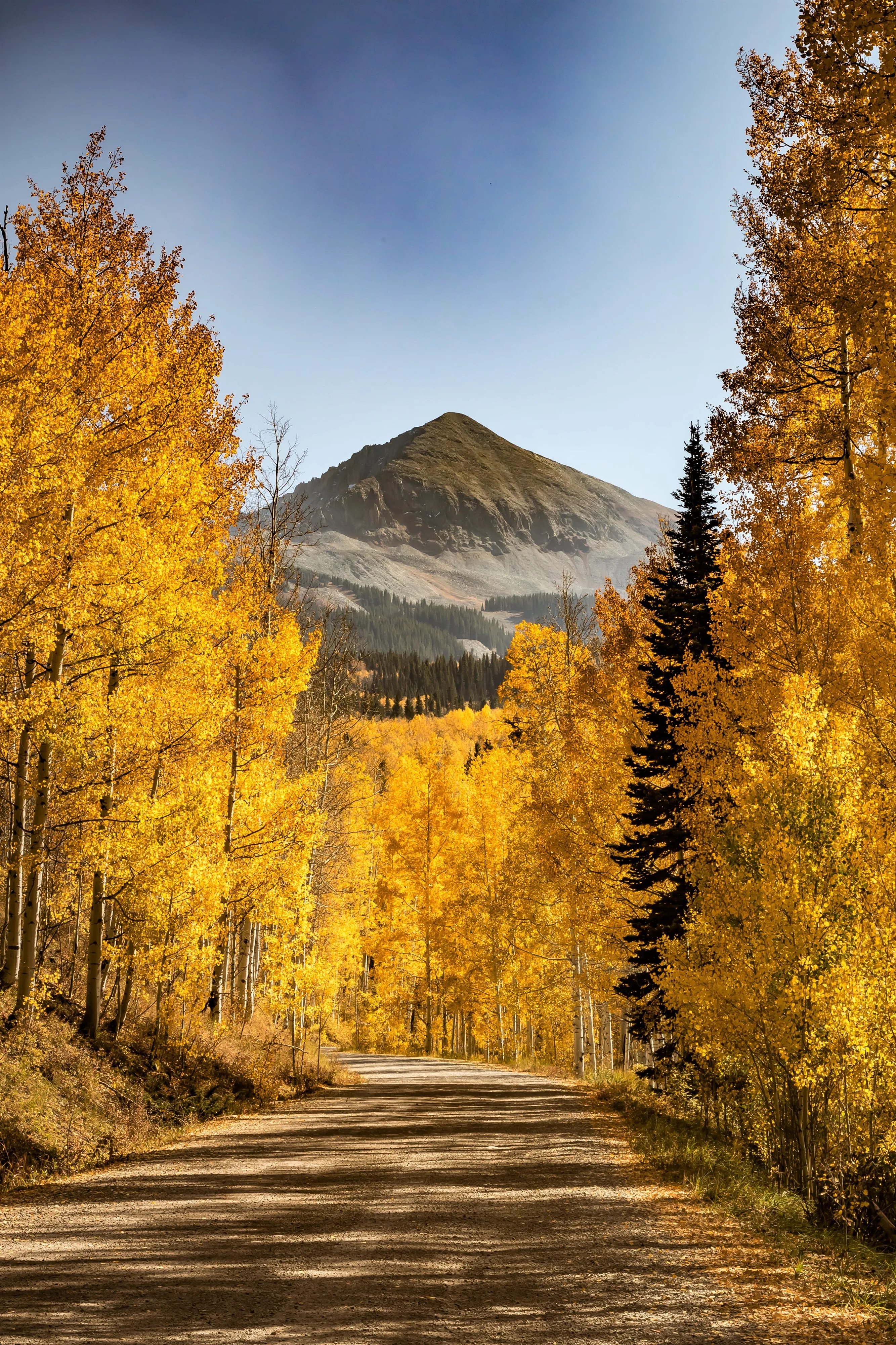 Golden Autumn Trees Lining Road to Distant Mountains