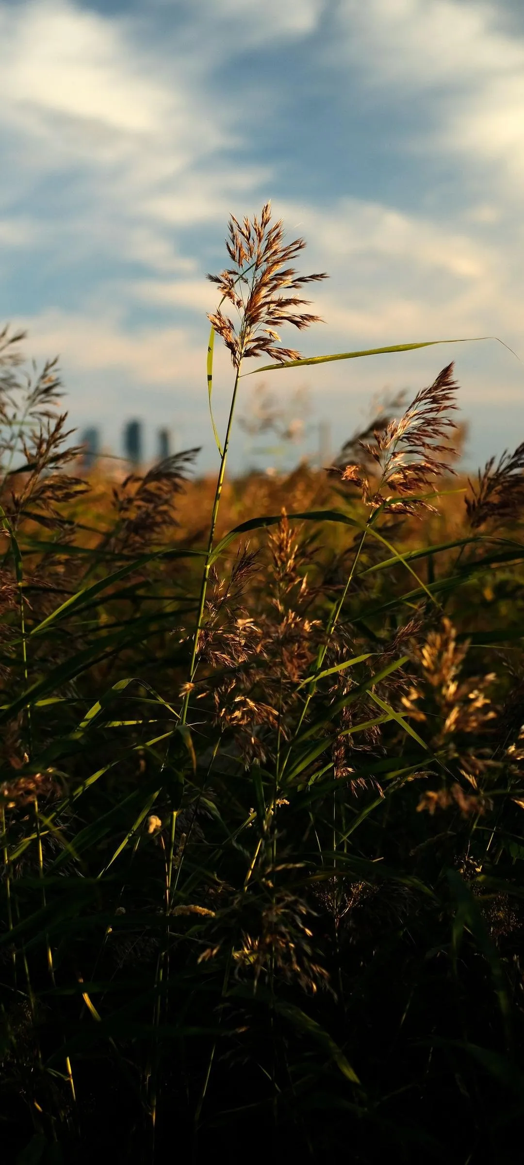 Golden Field of Tall Grass Under Soft Cloudy Sky Wallpaper