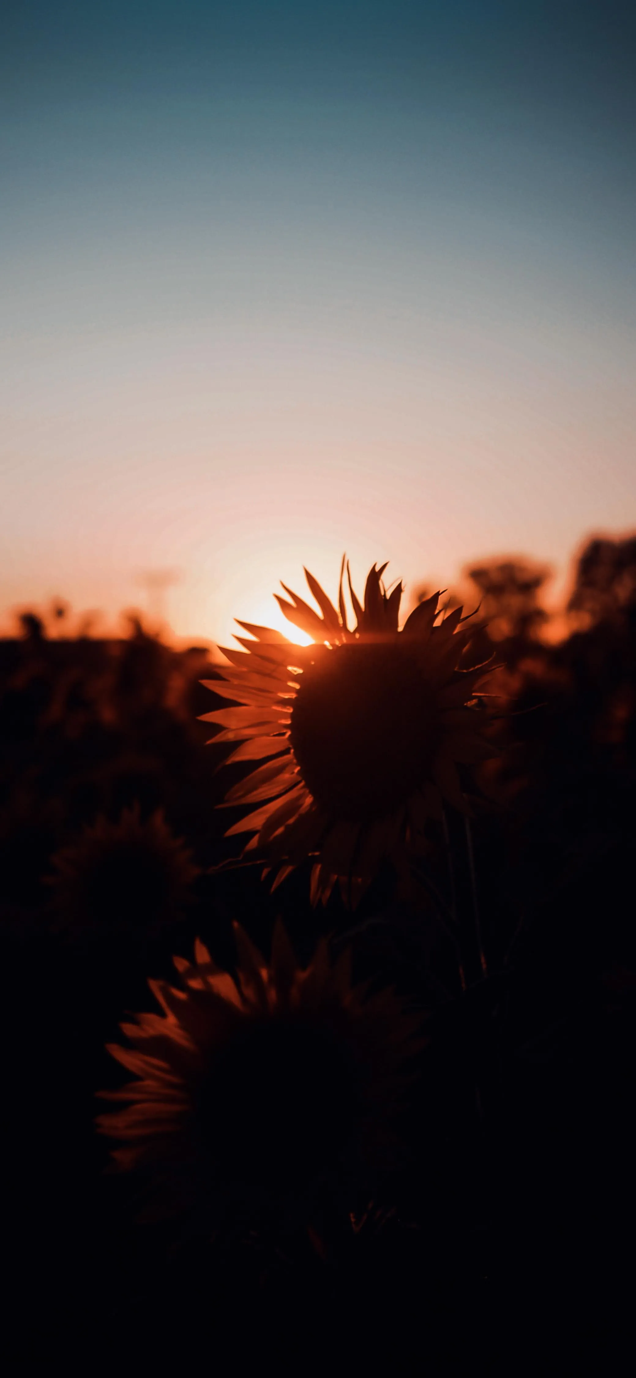 Golden hour nature scene with soft warm lighting Wallpaper