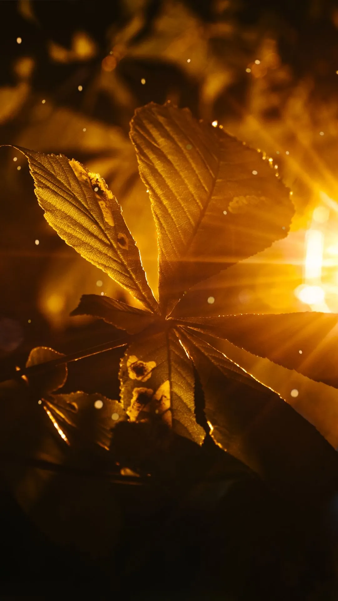 Golden Light Energy Motion for Samsung Galaxy Z Fold5