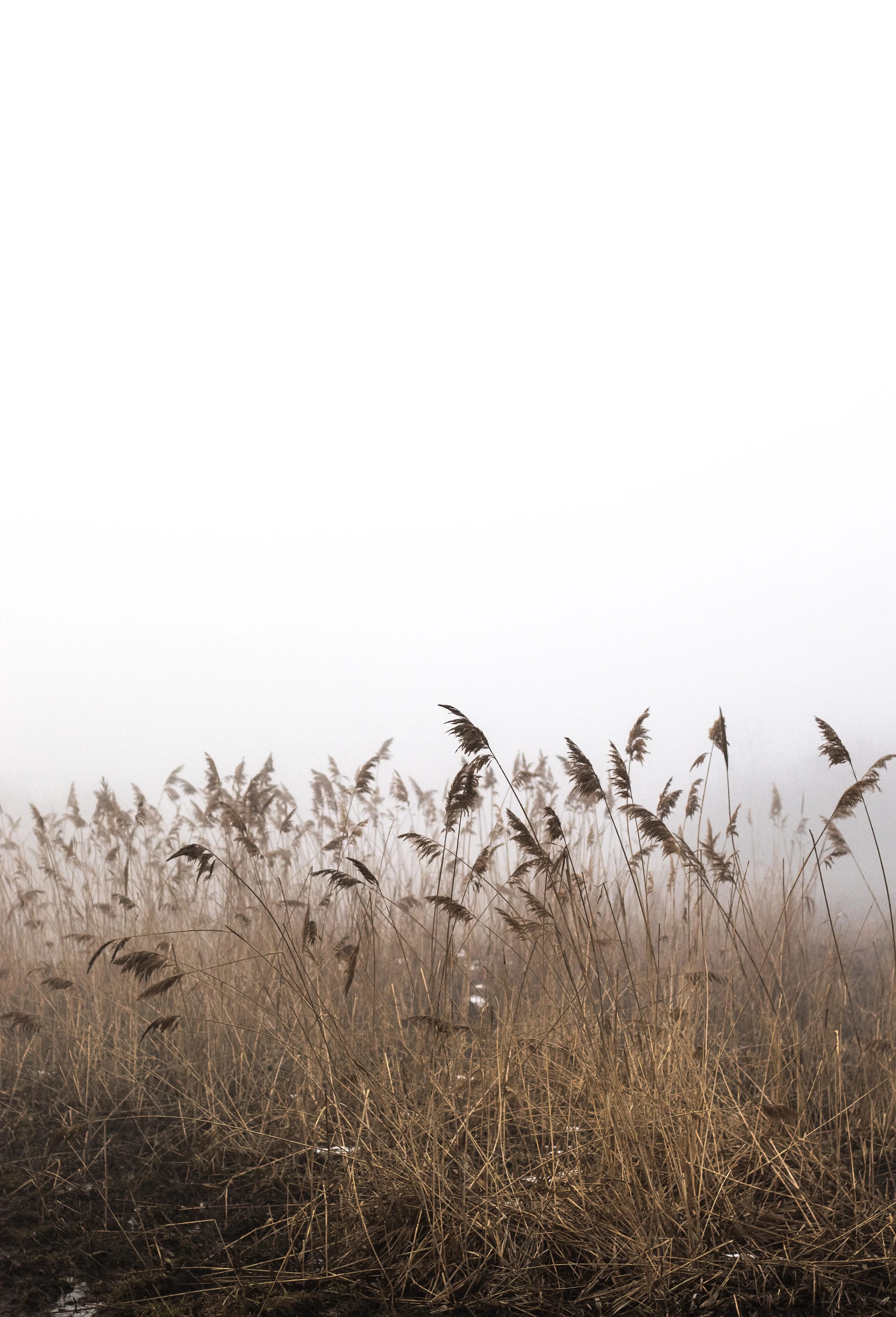 Golden Reed Field Waving Under Gentle Winter Breeze