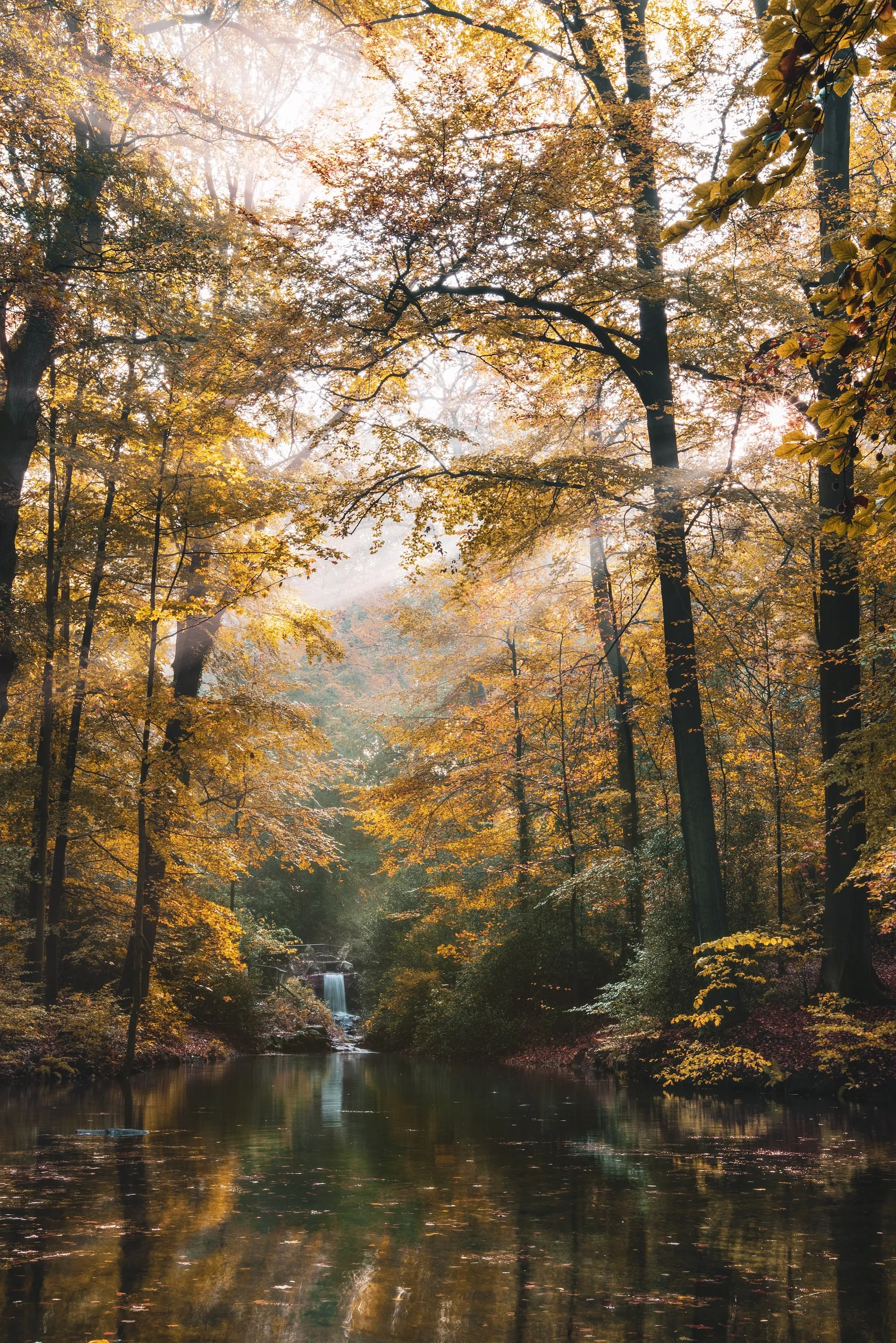 Golden Sunlight Filtering Through Forest Trees Wallpaper