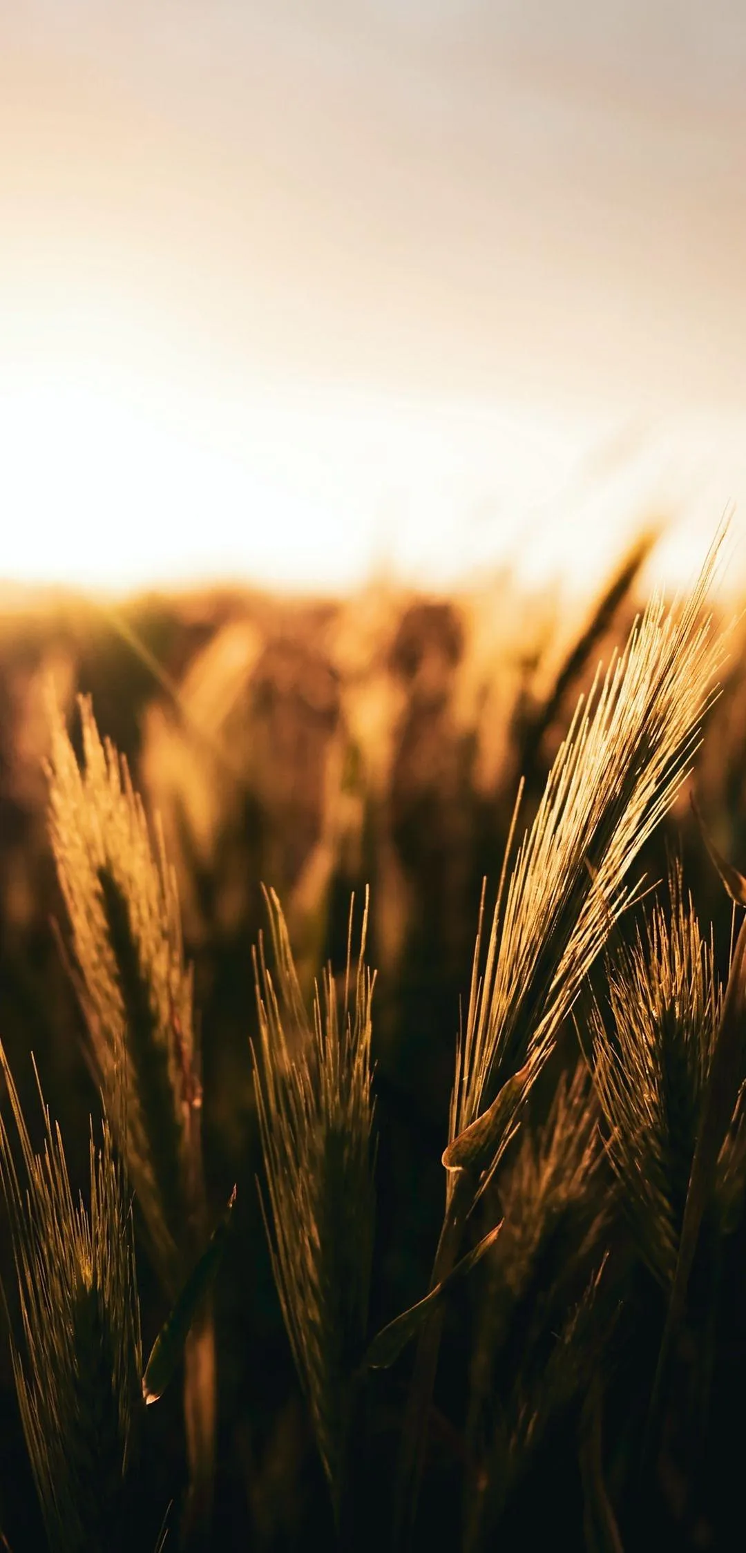 Golden Wheat Field Swaying Under Warm Sunset Light