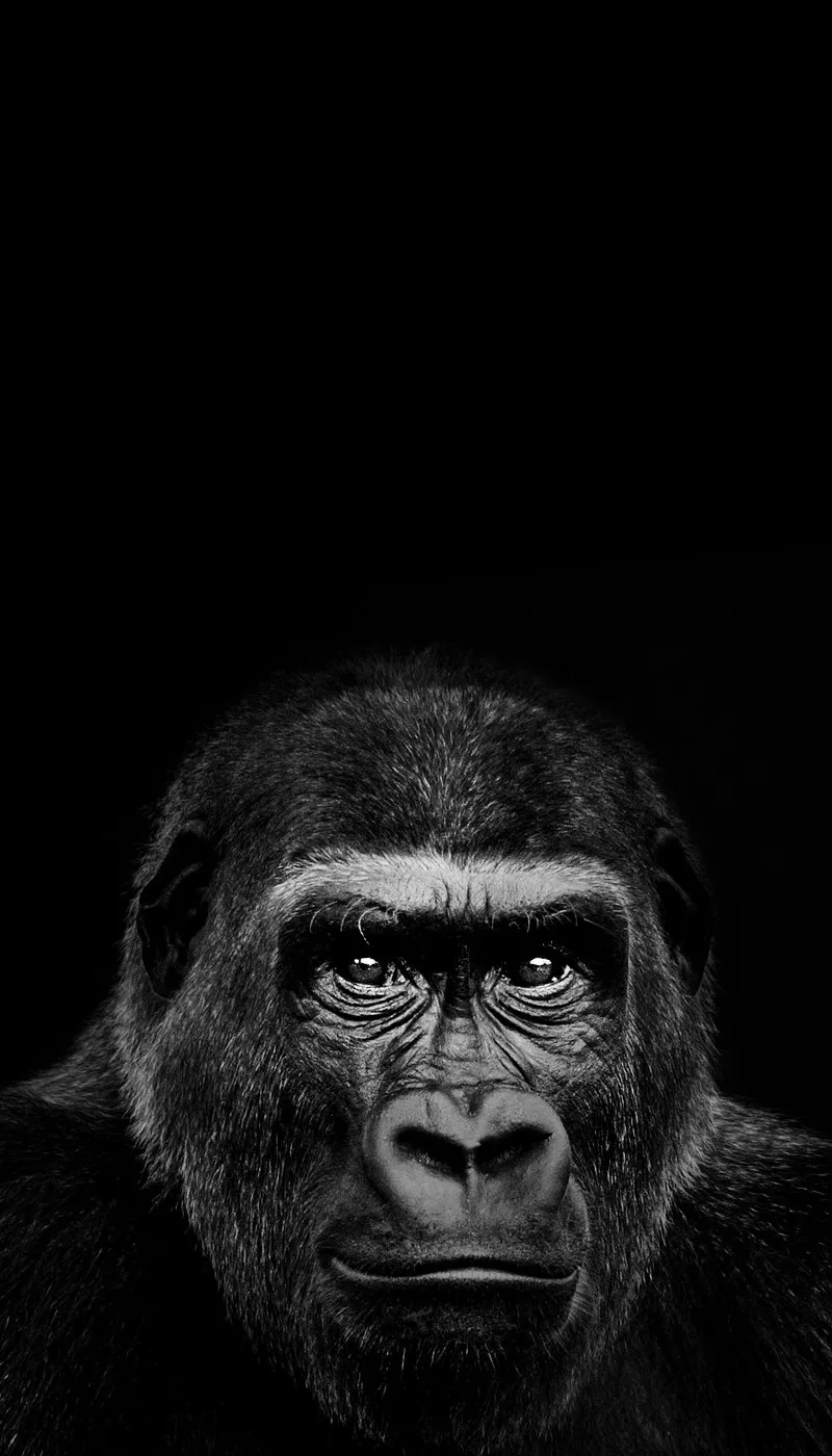 Gorilla Face Captured With Intense Expressive Detail
