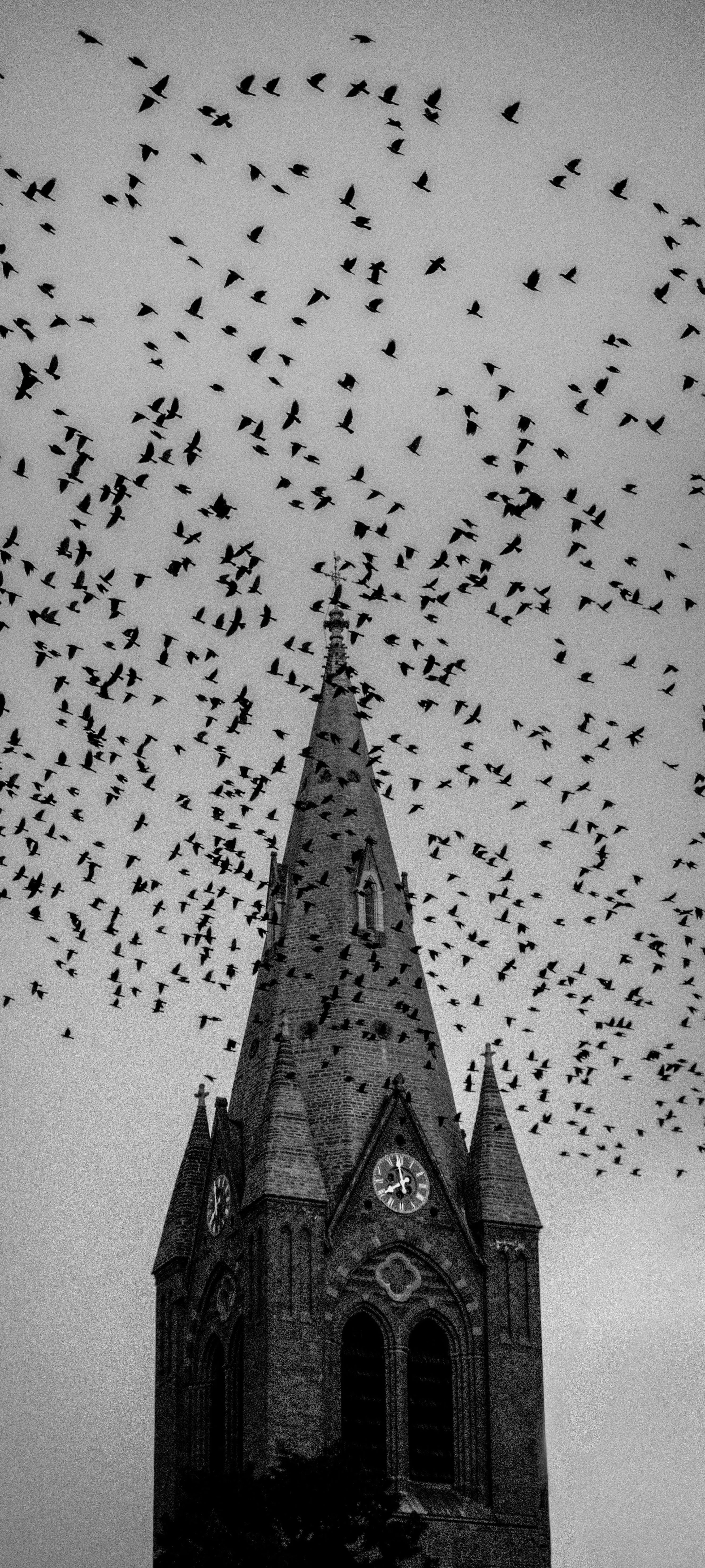 Gothic Church Tower with Flying Birds in Grayscale Image