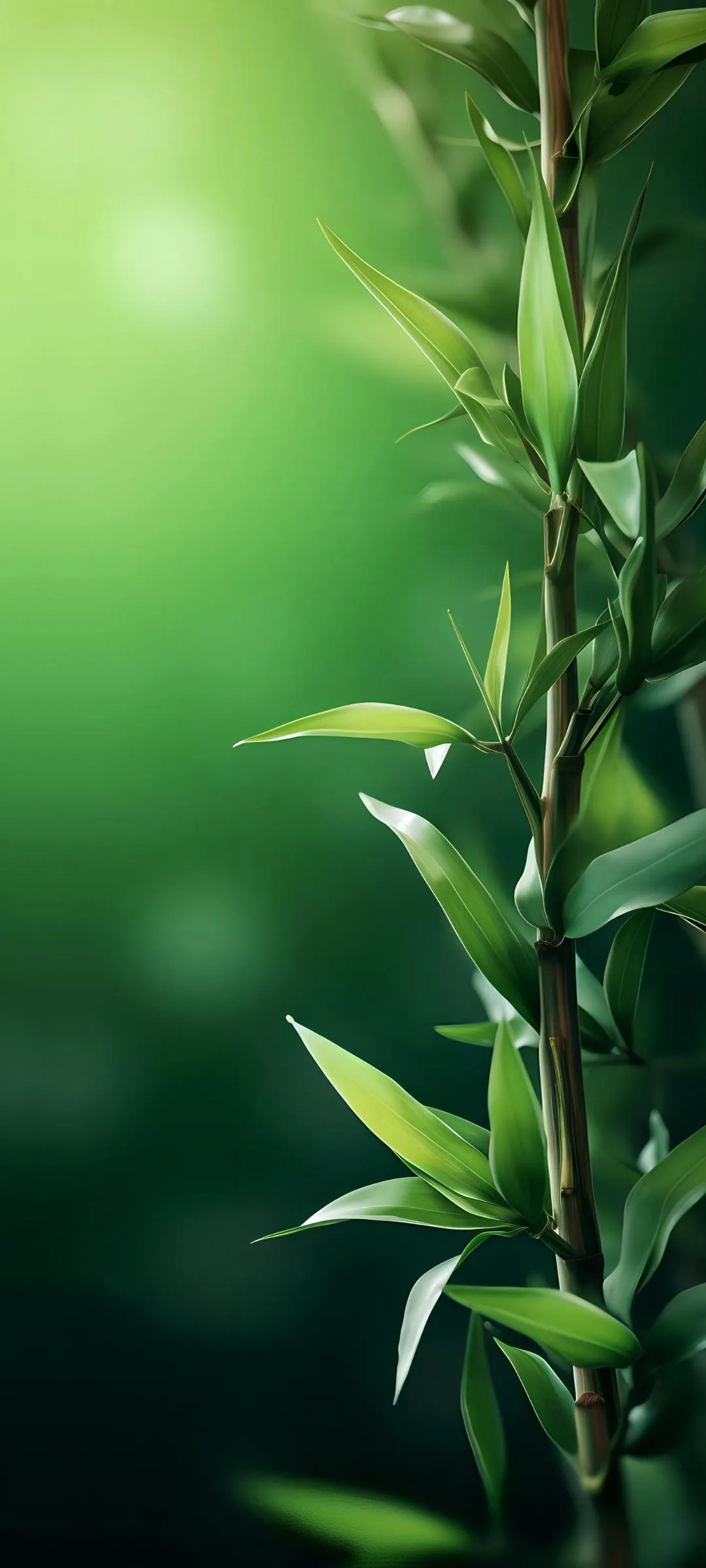 Green Bamboo Forest Calm Nature Mobile Wallpaper HD