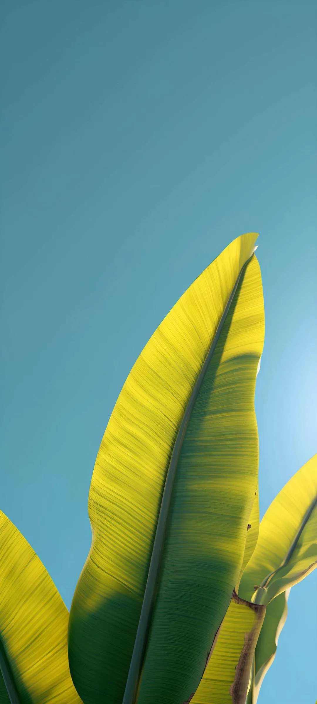 Green Banana Leaf Against Bright Blue Sky Wallpaper
