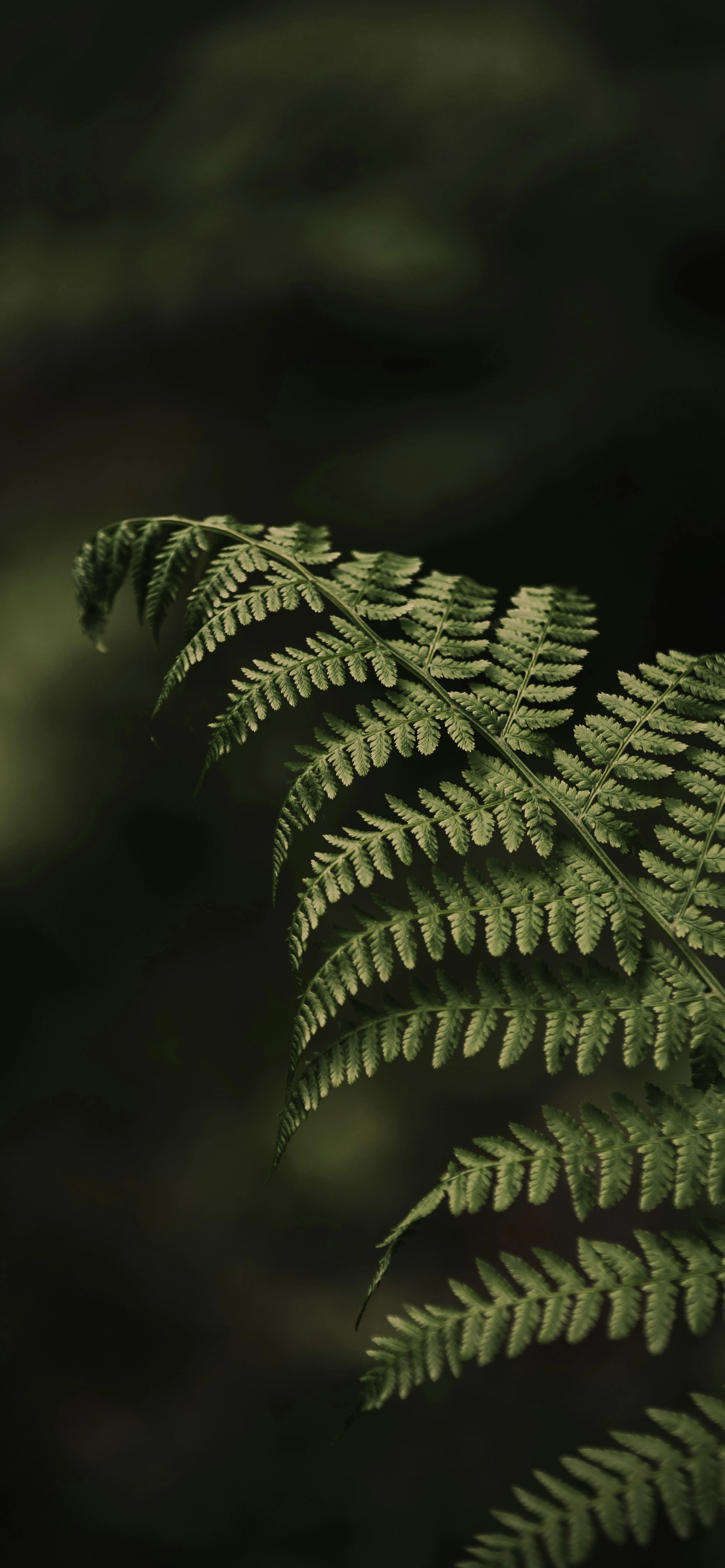 Green Fern Leaf Focused in Natural Forest Environment