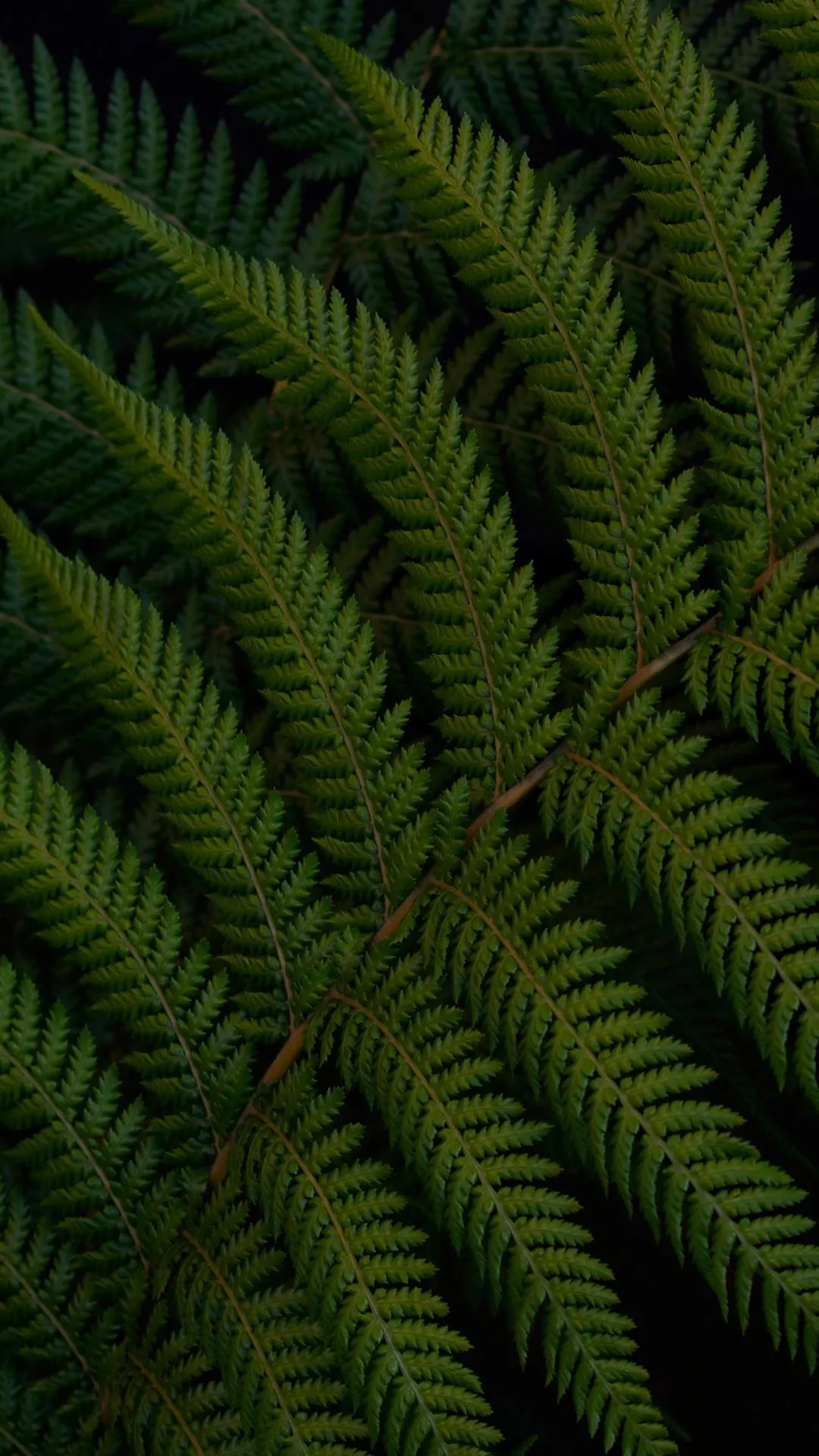 Green Fern Leaves with Deep Natural Texture Wallpaper