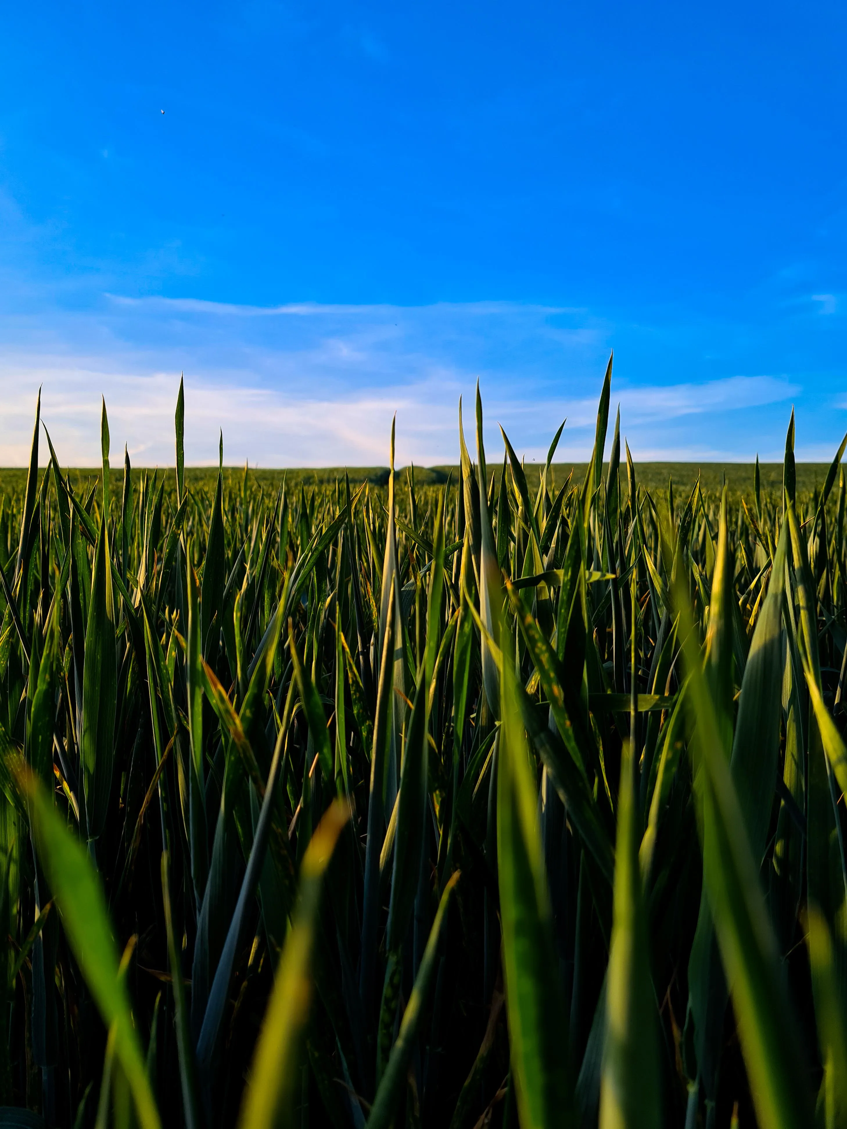 Green Field Landscape Under Bright Open Daytime Sky