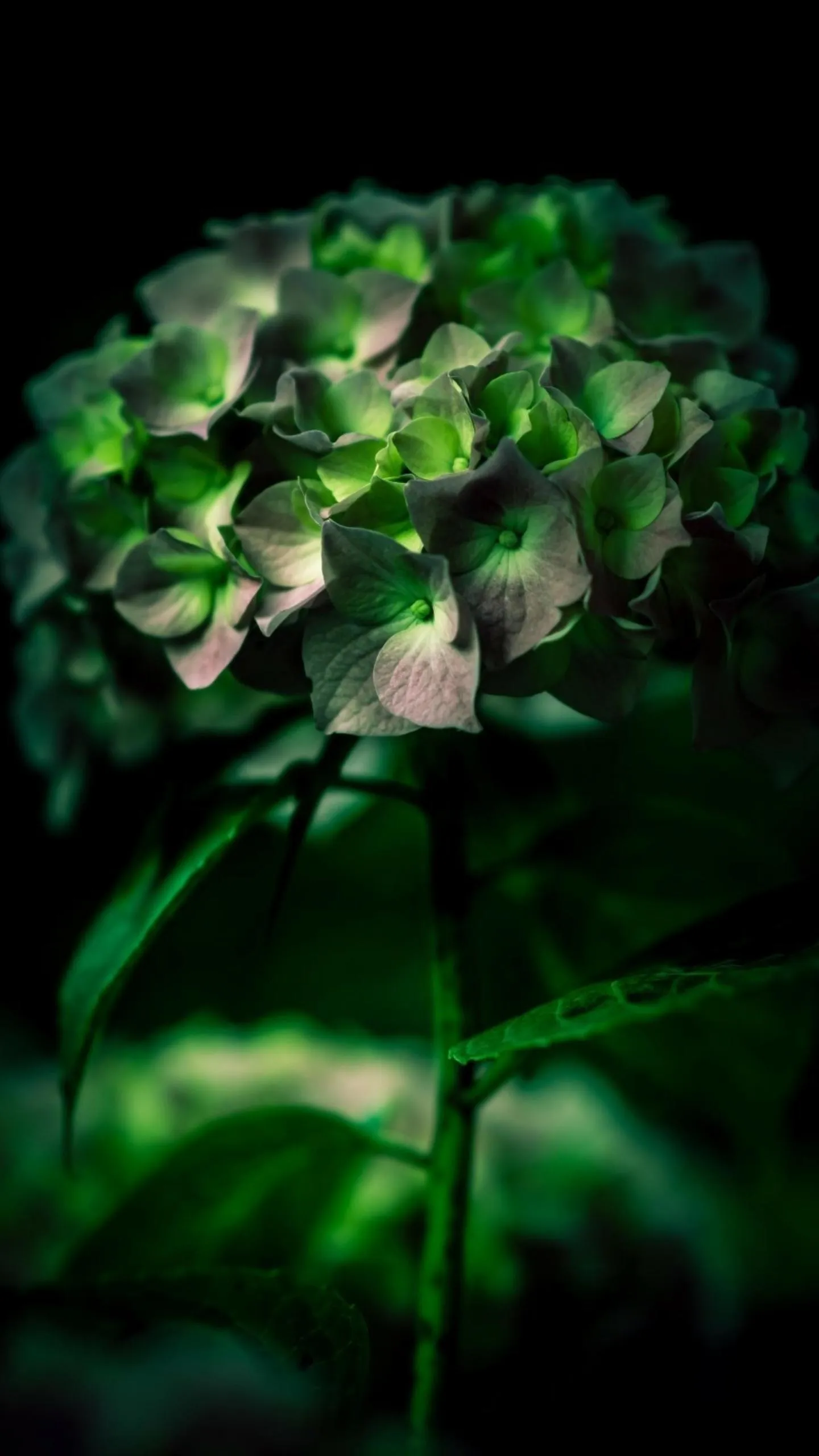 Green Flower with Glowing Water Drops Macro Wallpaper