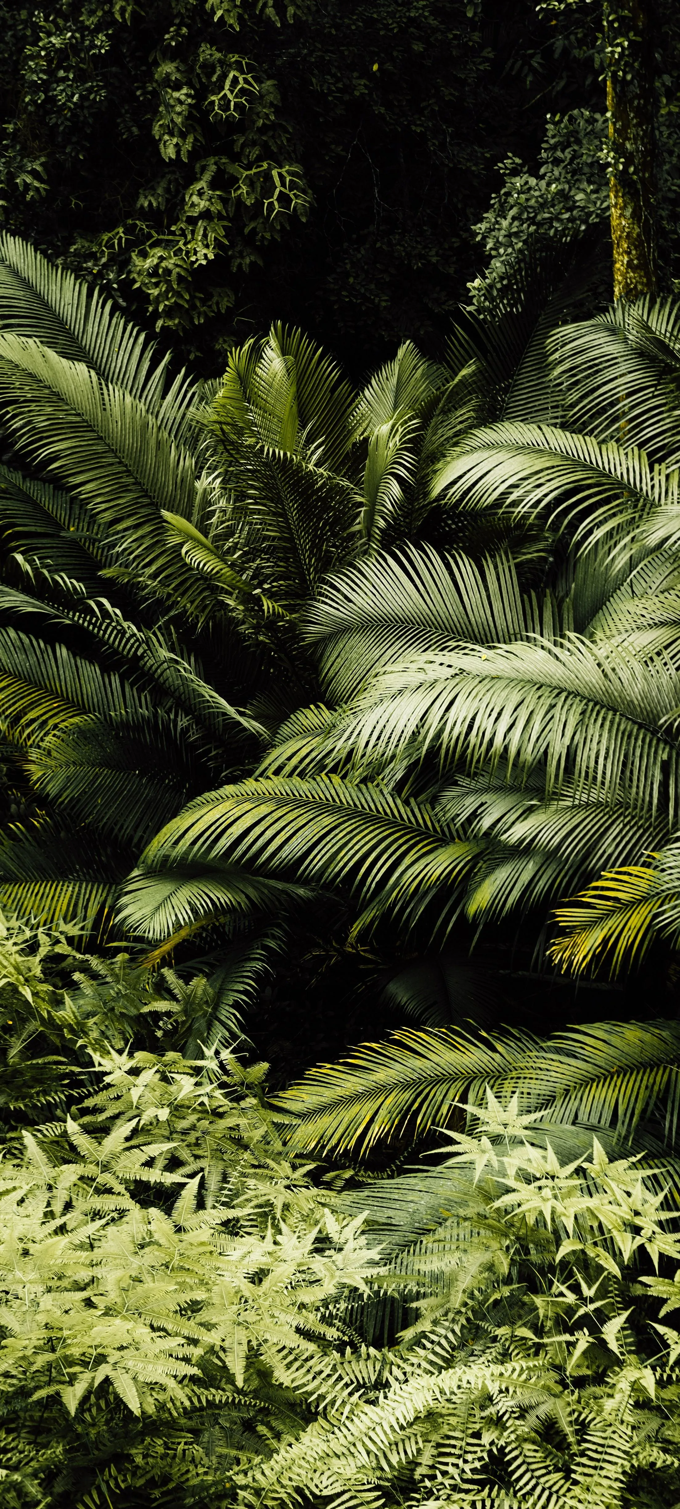 Green Jungle Ferns in Dense Tropical Forest HD Image