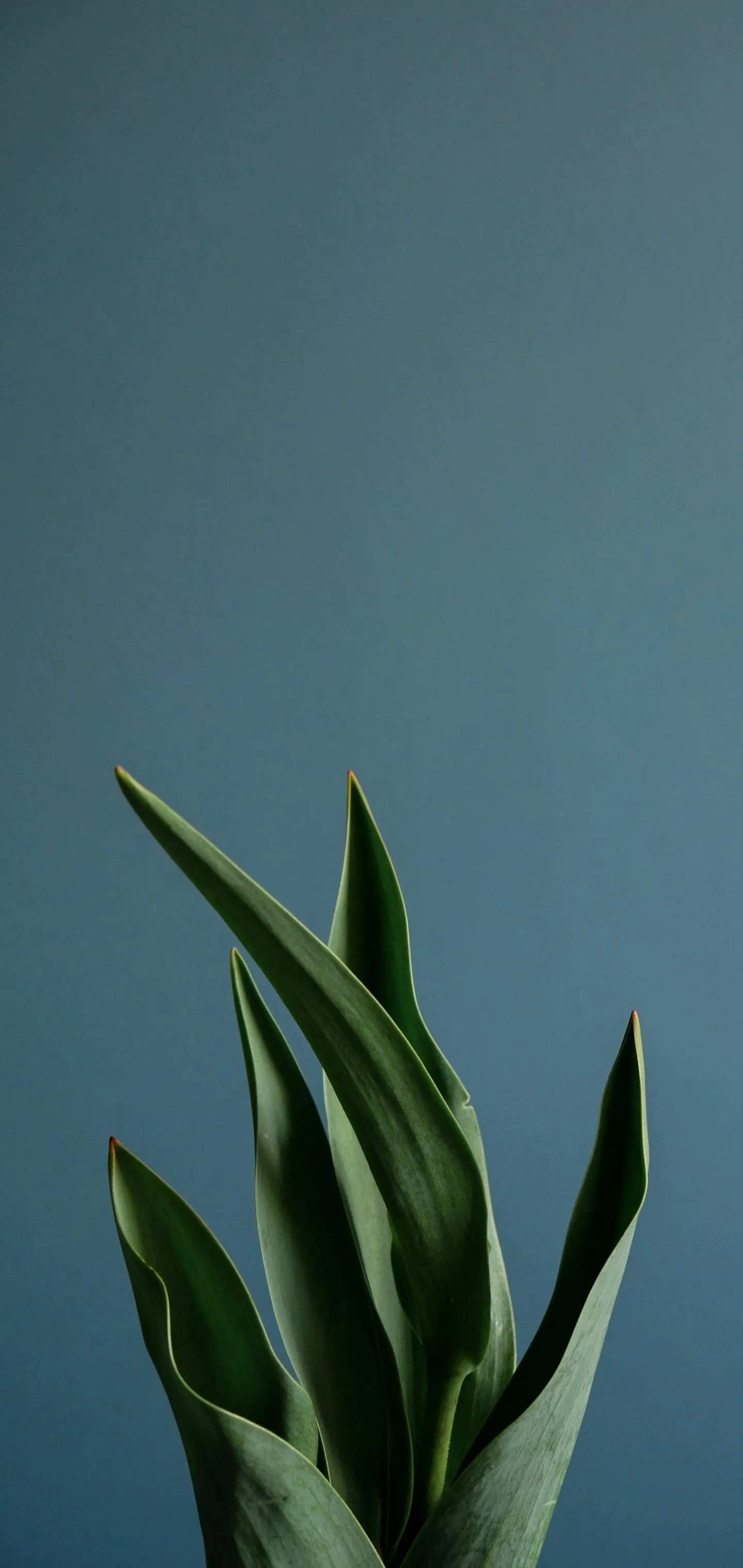 Green Leaf Against Blue Background Modern Botanical Art