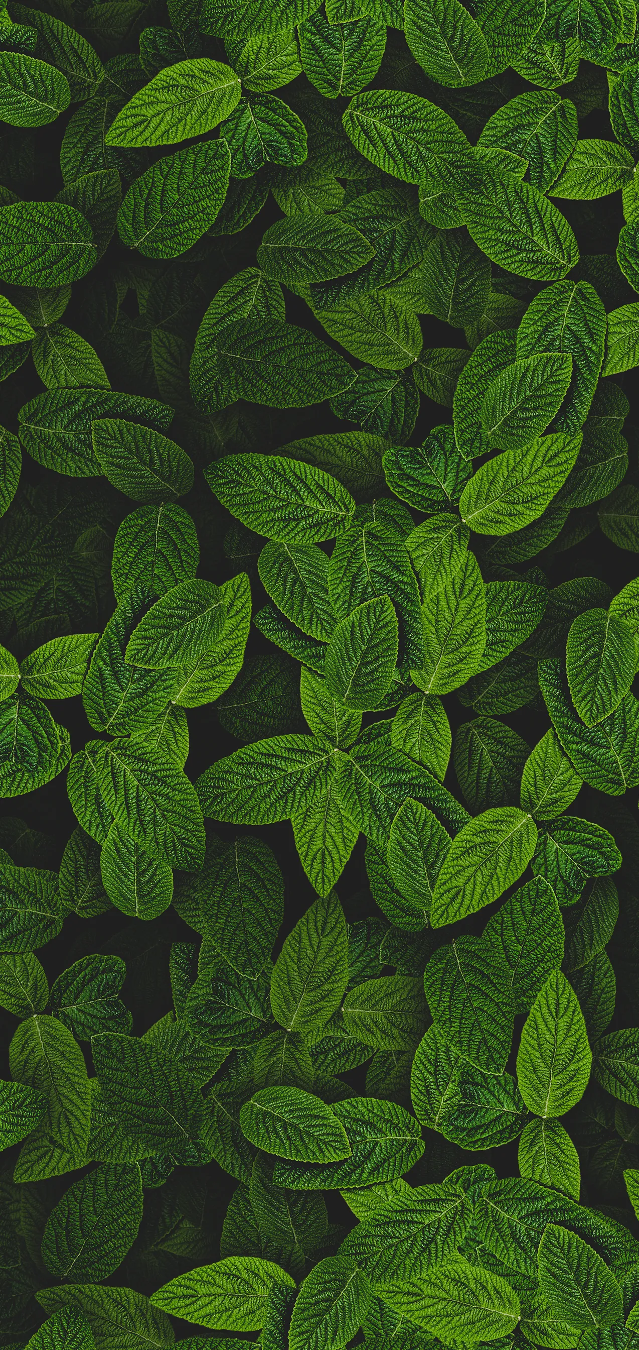 Green Leaf Pattern As a Nature Inspired Background Download