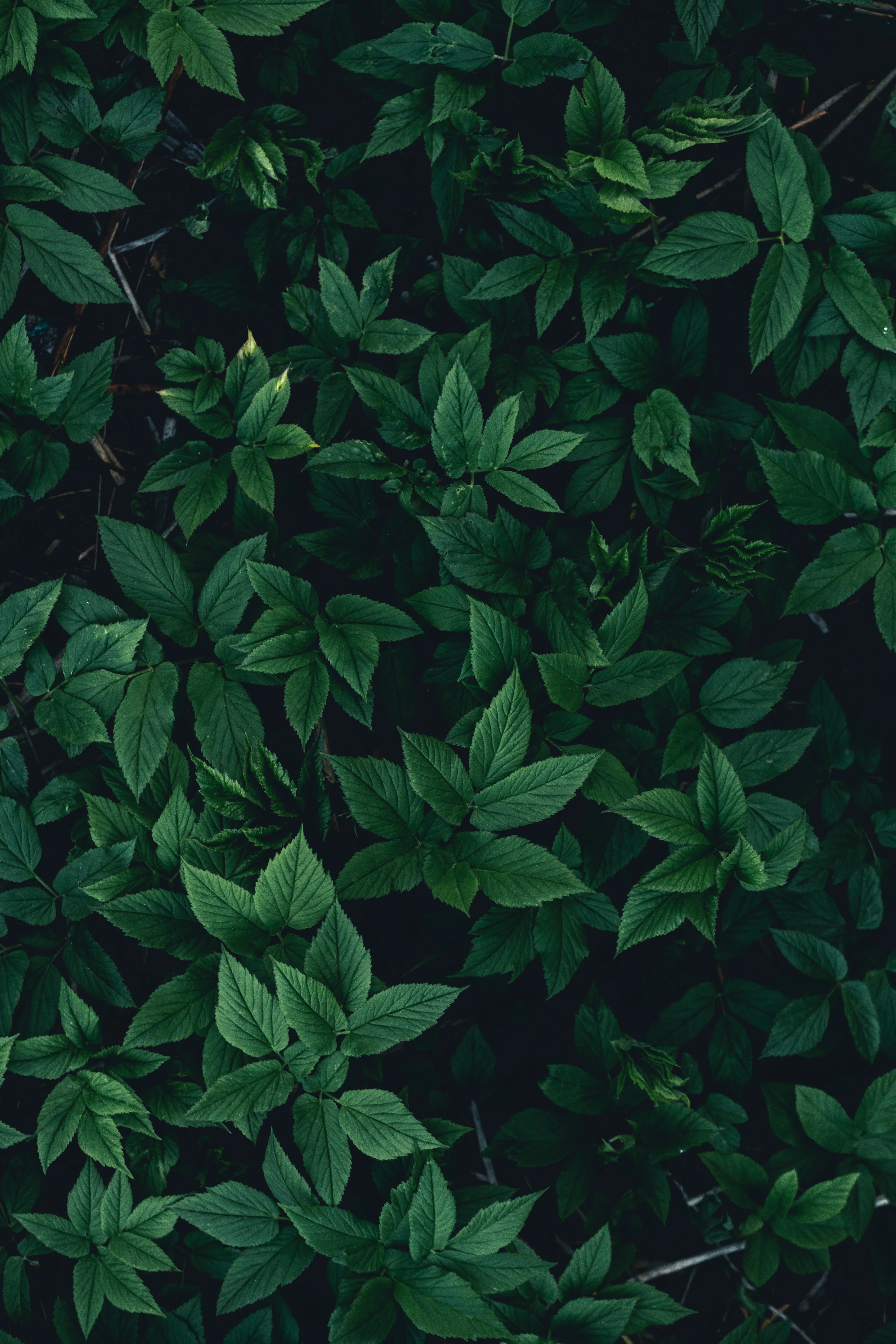 Green Leaves and Nature Pattern for Calm Wallpaper