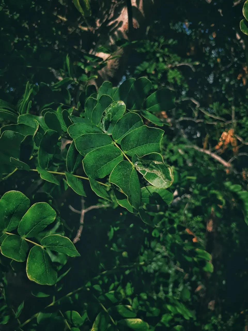 Green Leaves with Natural Light and Fresh Texture Wallpaper