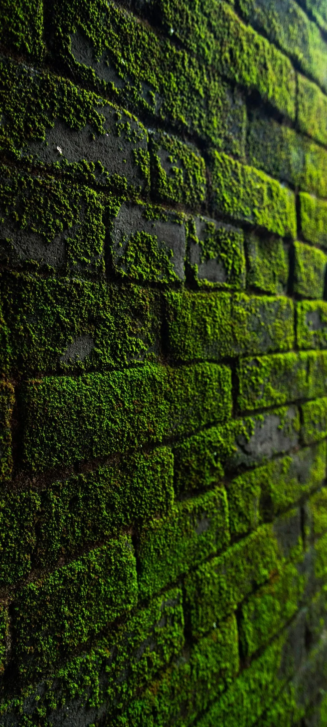 Green Moss Covered Brick Wall Texture in Natural Light